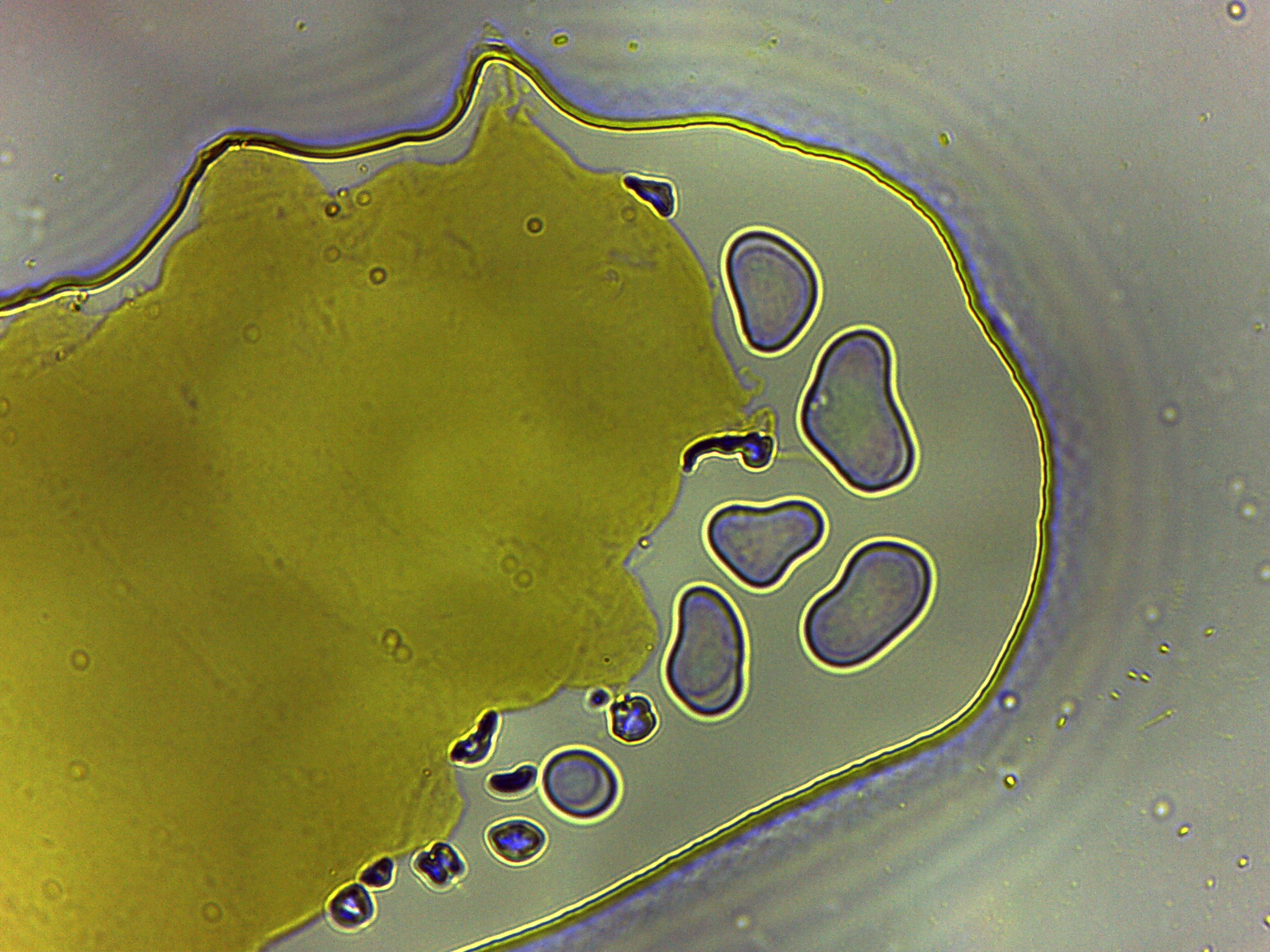 Batillipes gilmartini image