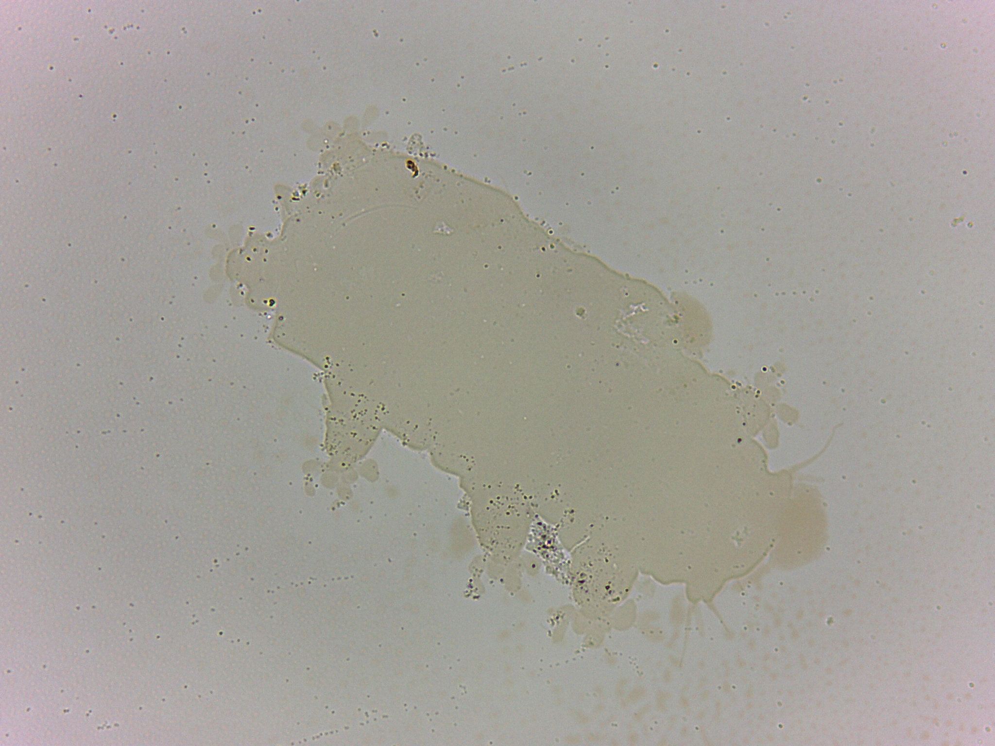 Batillipedidae image