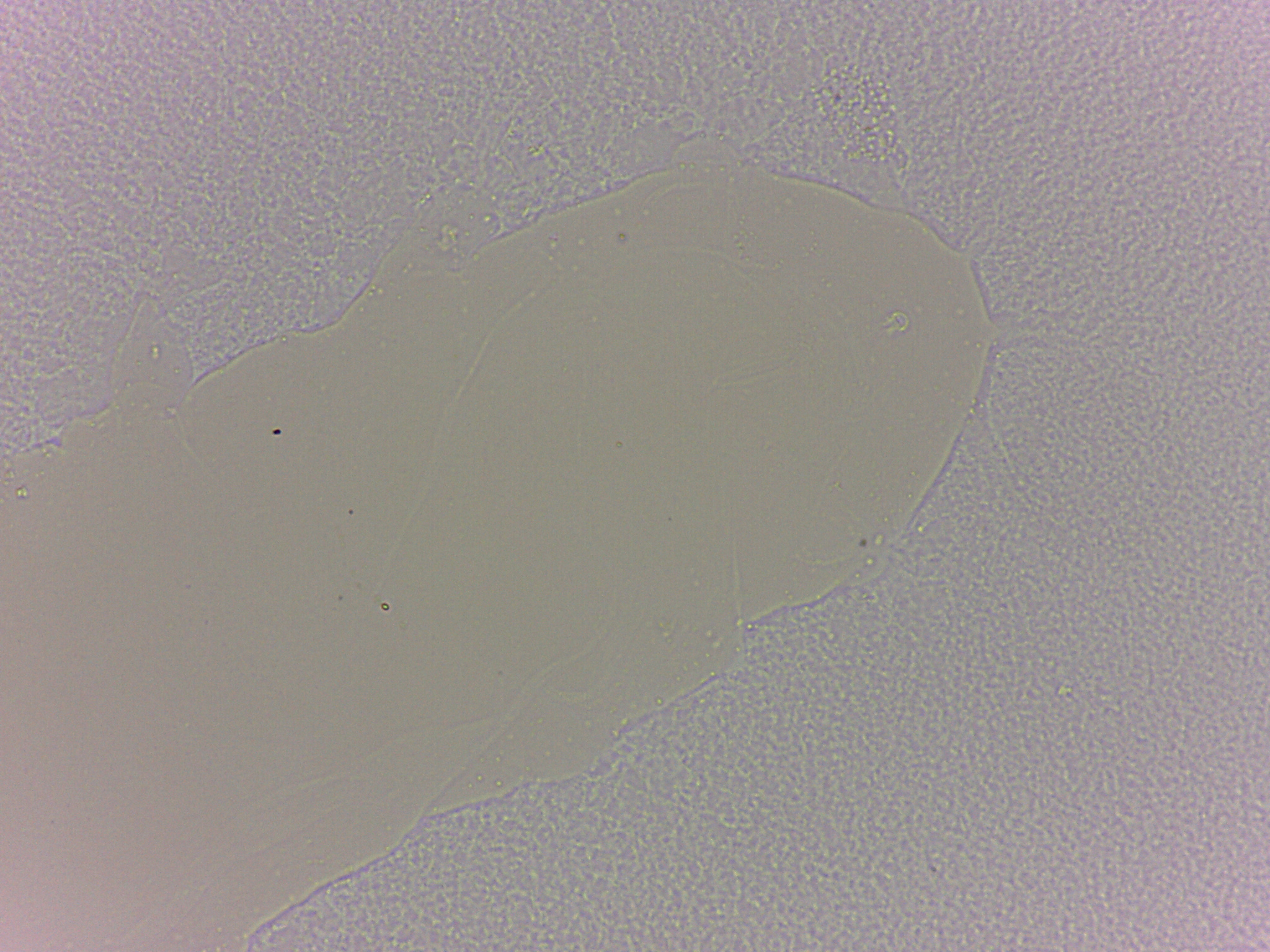 Batillipes minius image