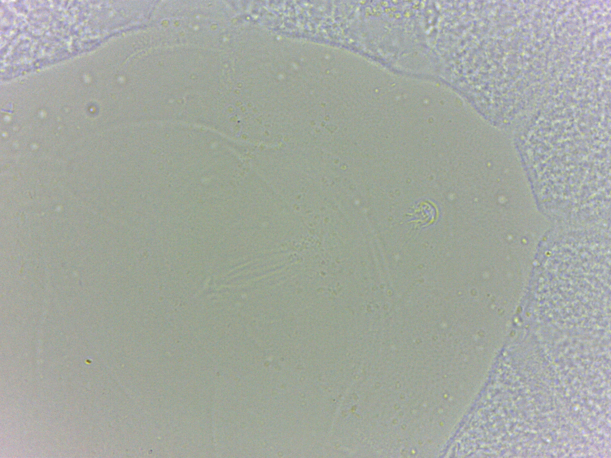 Batillipes minius image