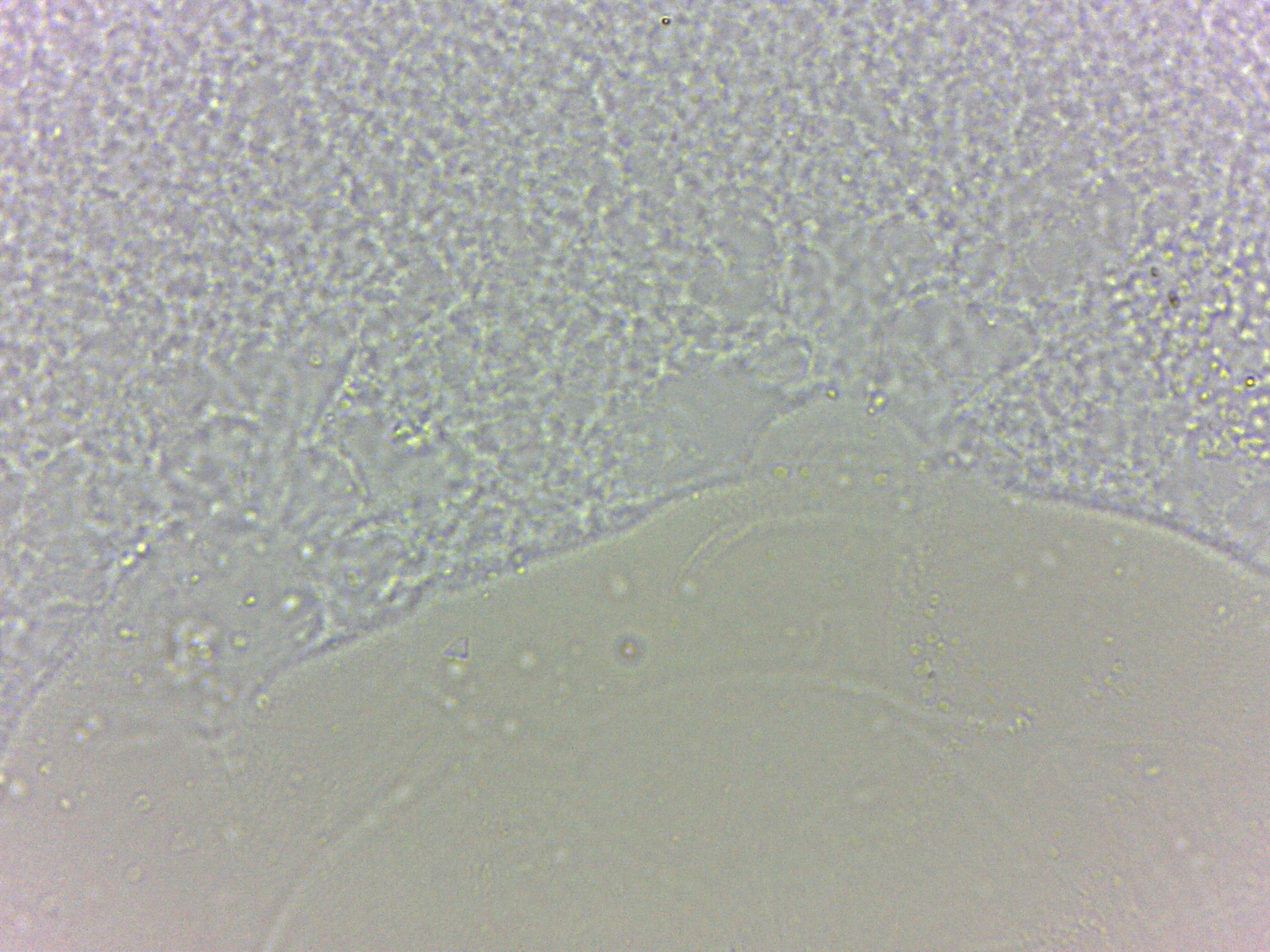 Batillipes minius image