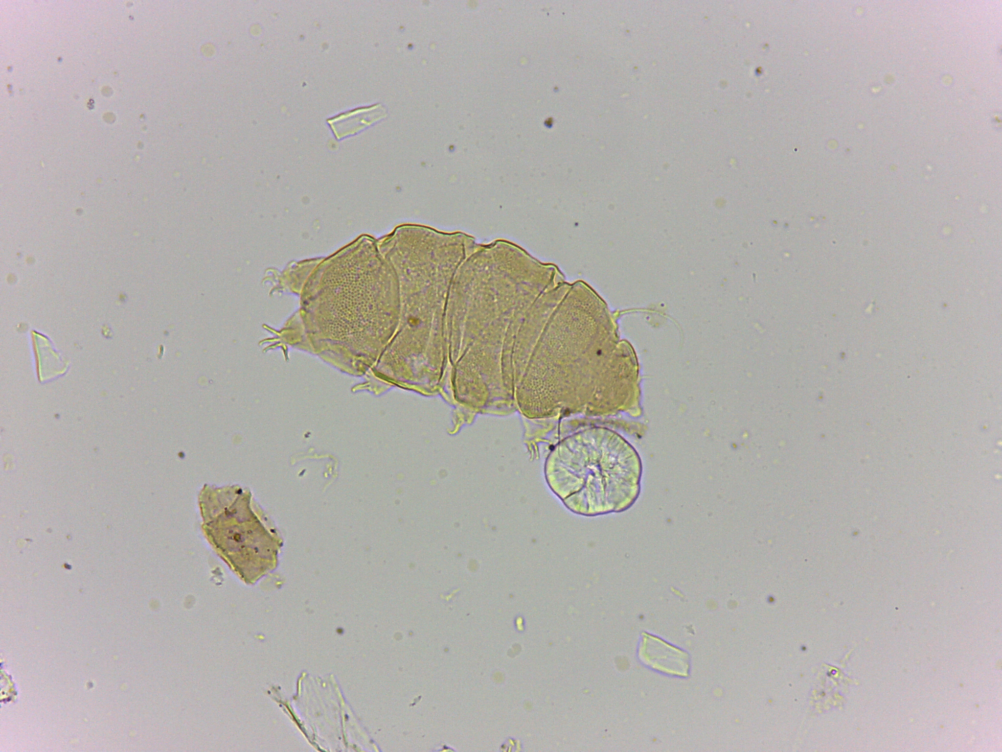 Bryodelphax amphoterus image