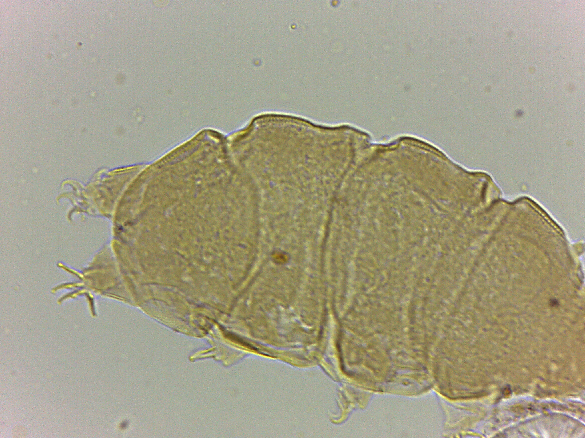 Bryodelphax amphoterus image