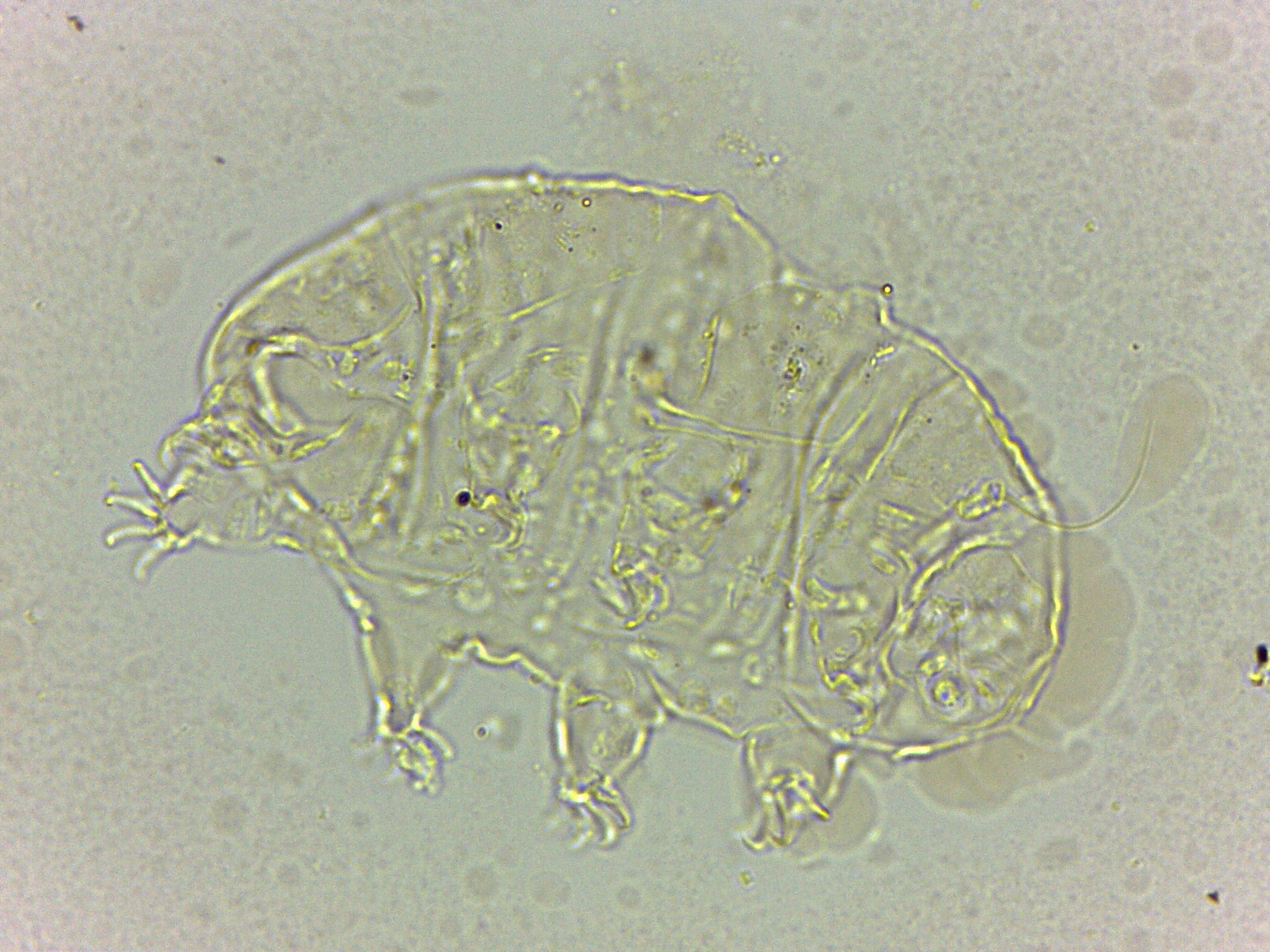 Bryodelphax dominicanus image