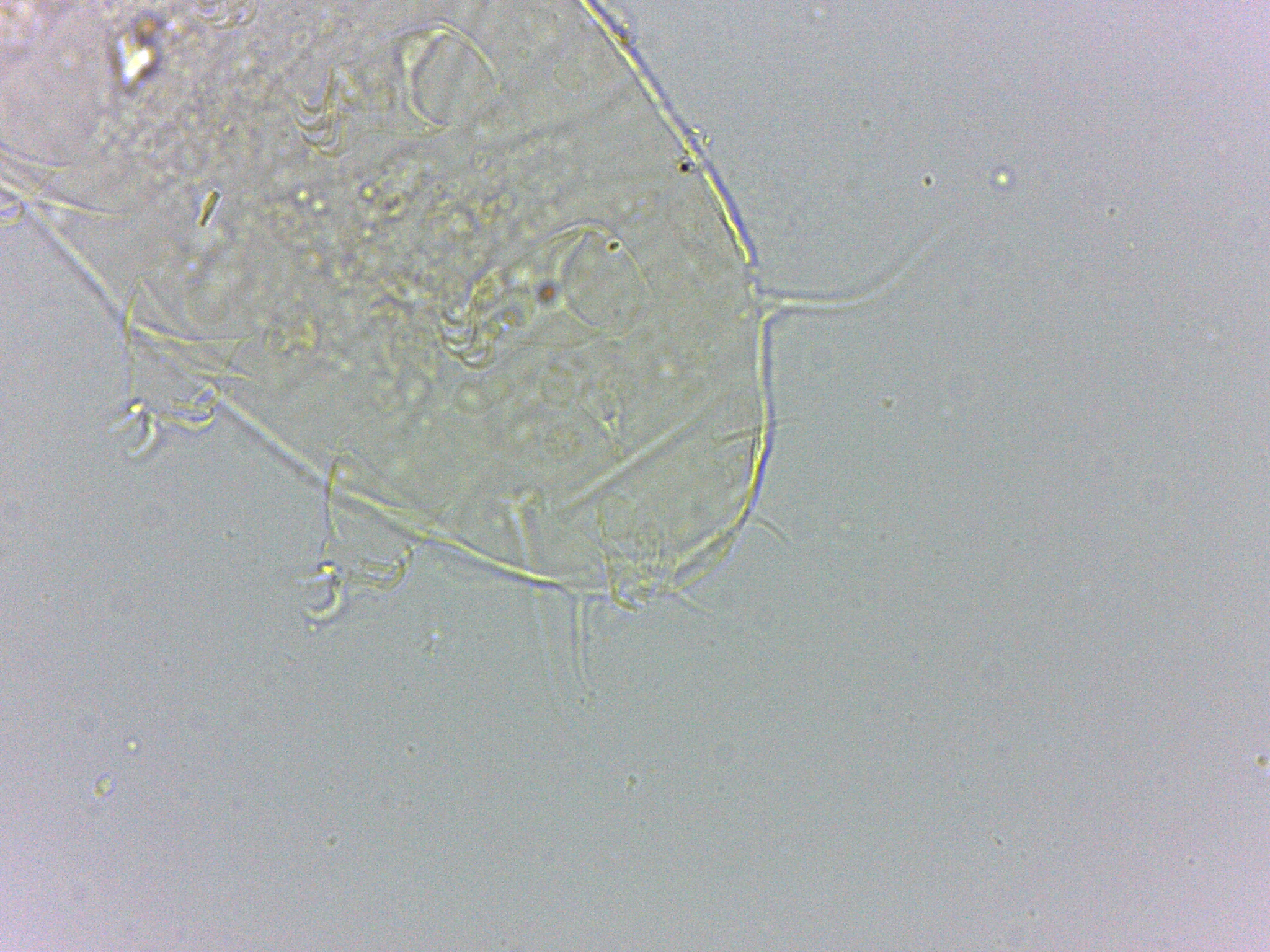 Bryodelphax dominicanus image