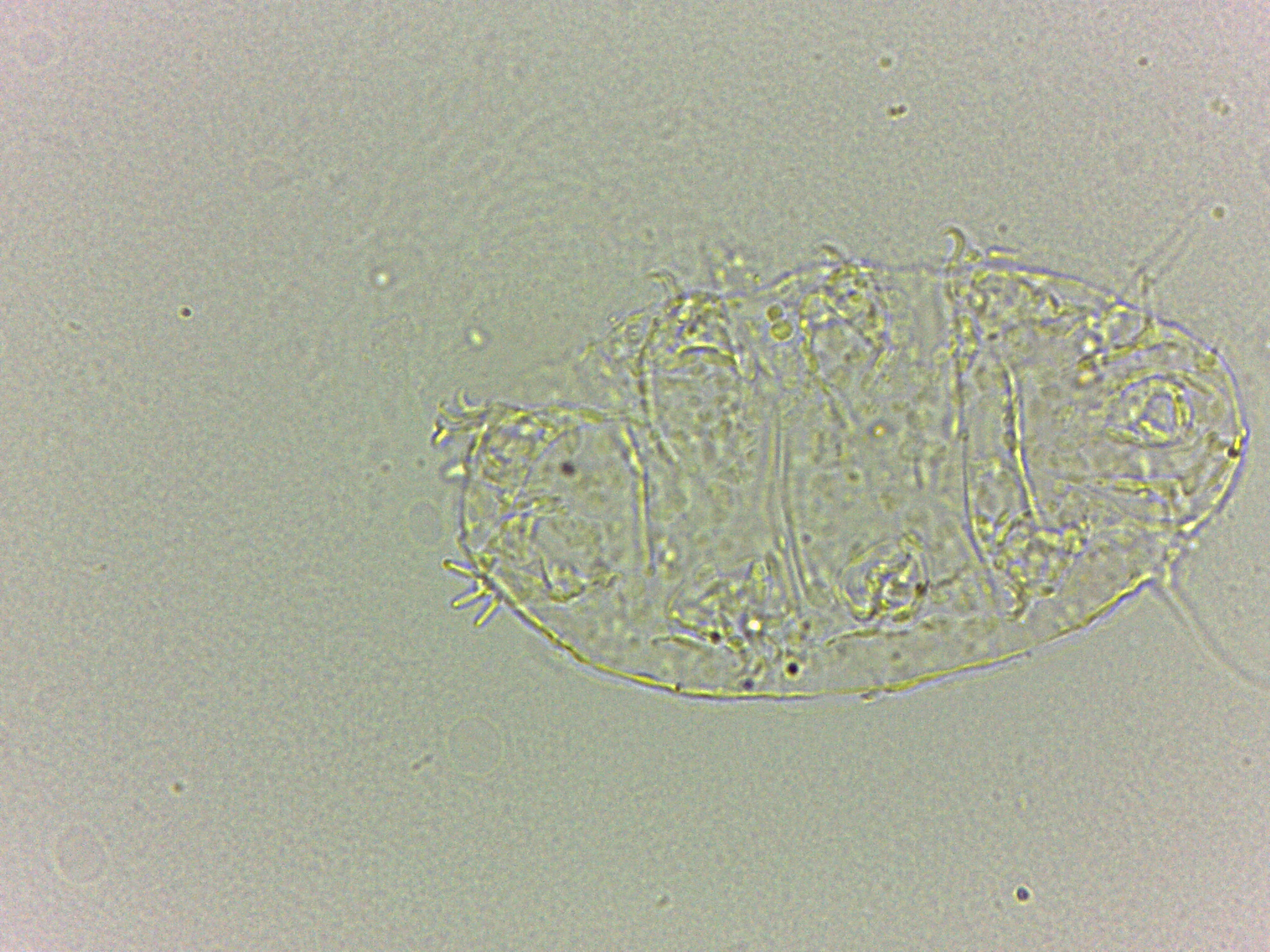 Bryodelphax dominicanus image