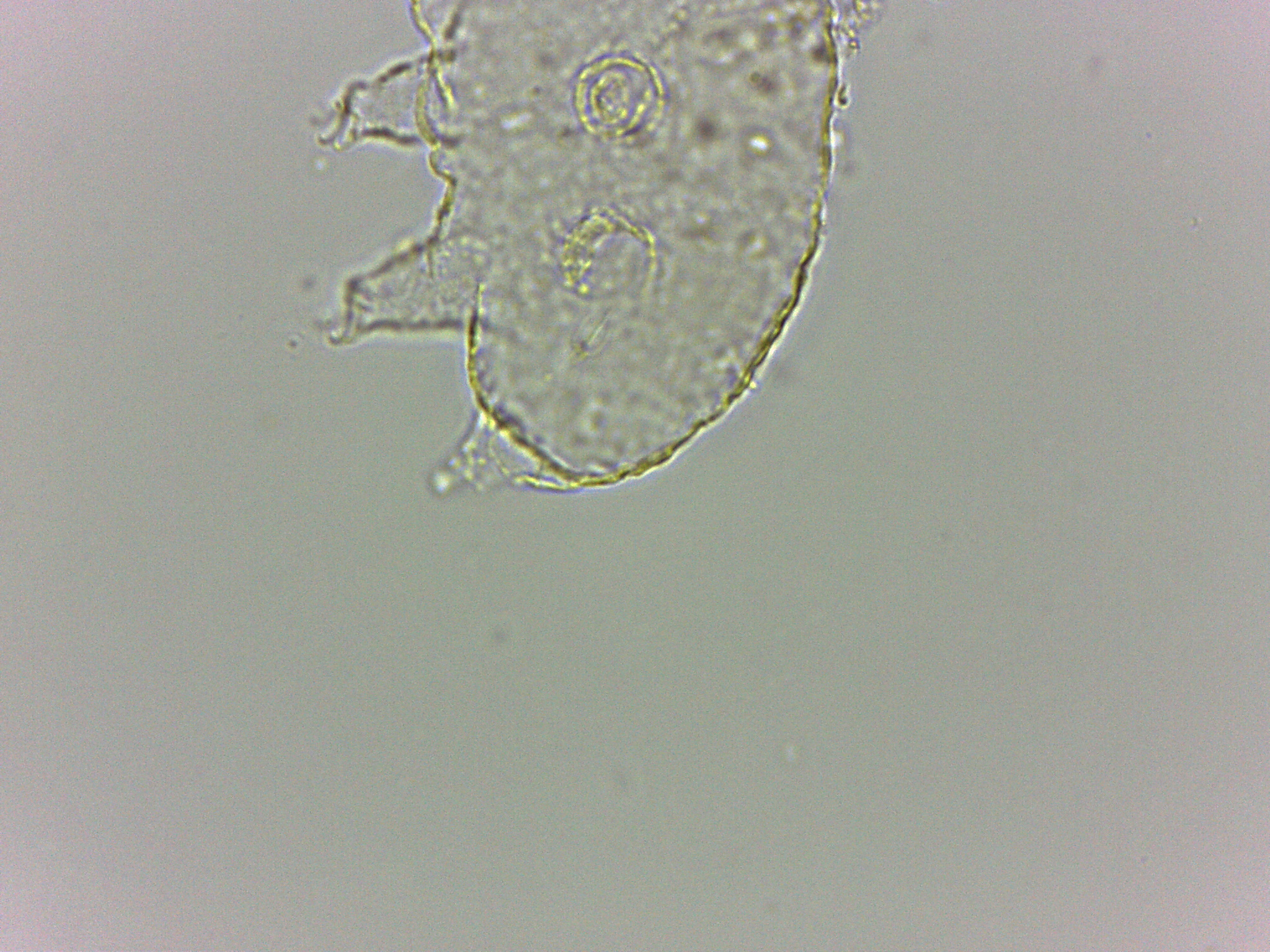 Bryodelphax dominicanus image