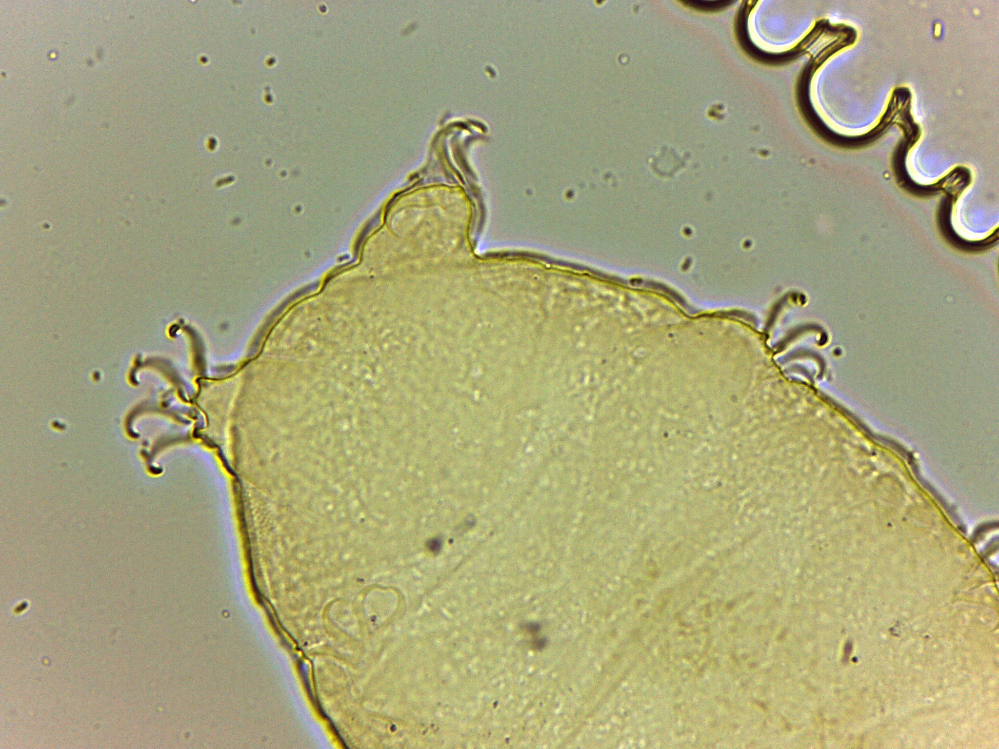Bryodelphax parvulus image