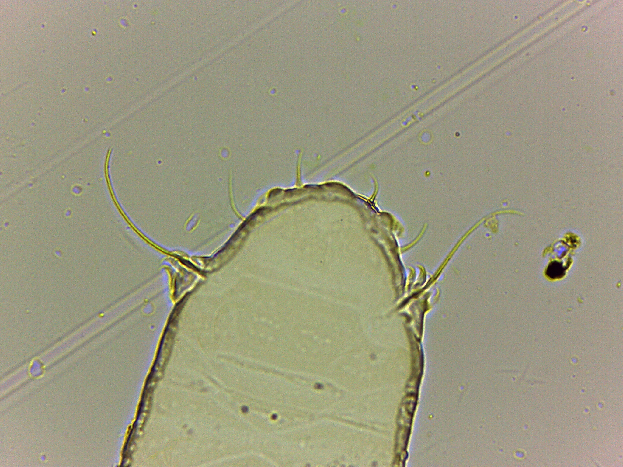 Bryodelphax tatrensis image