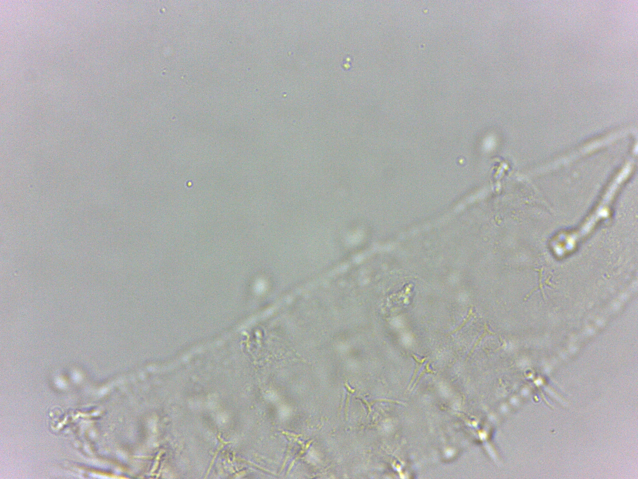 Calohypsibius ornatus image