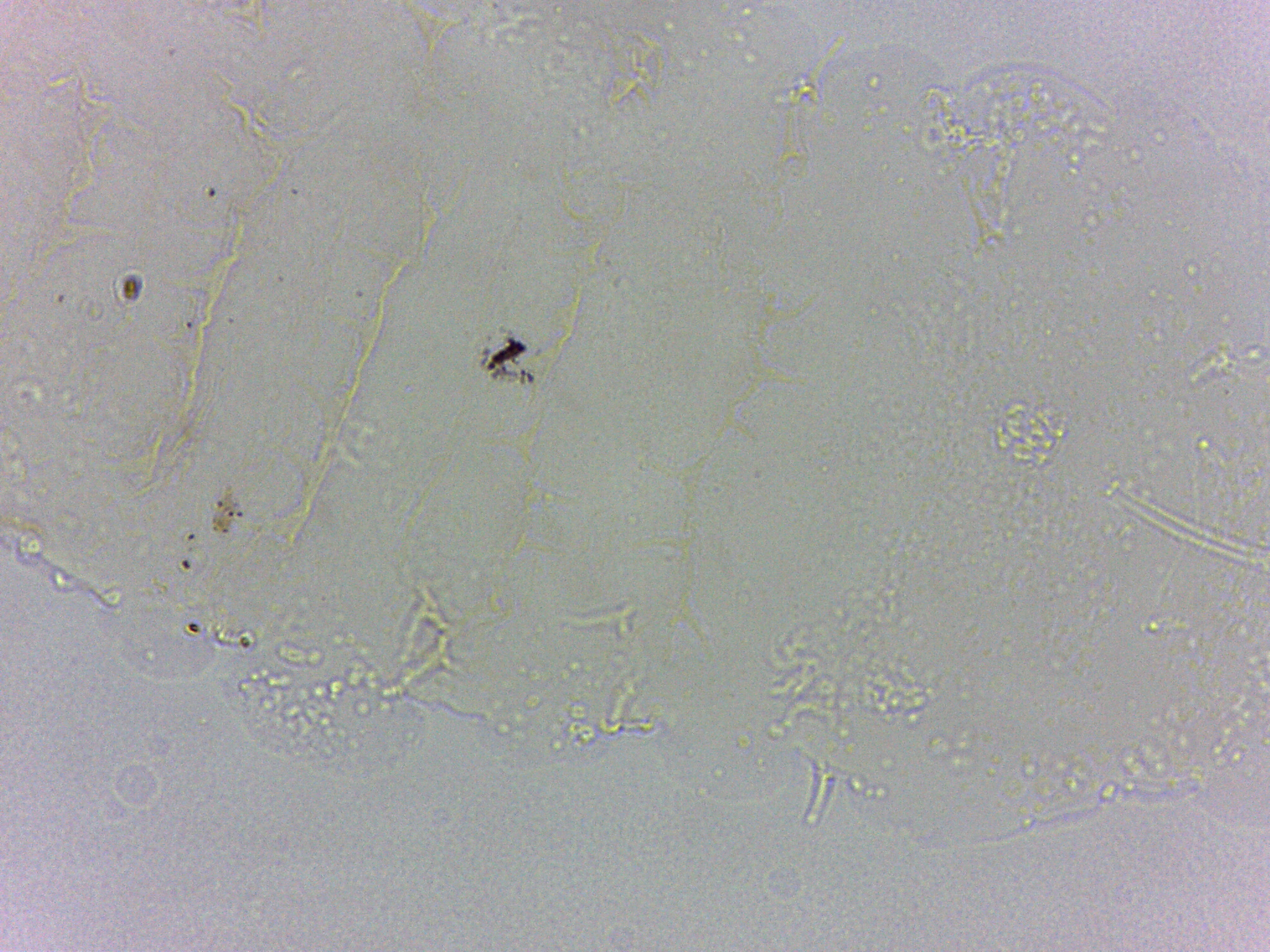 Calohypsibius image