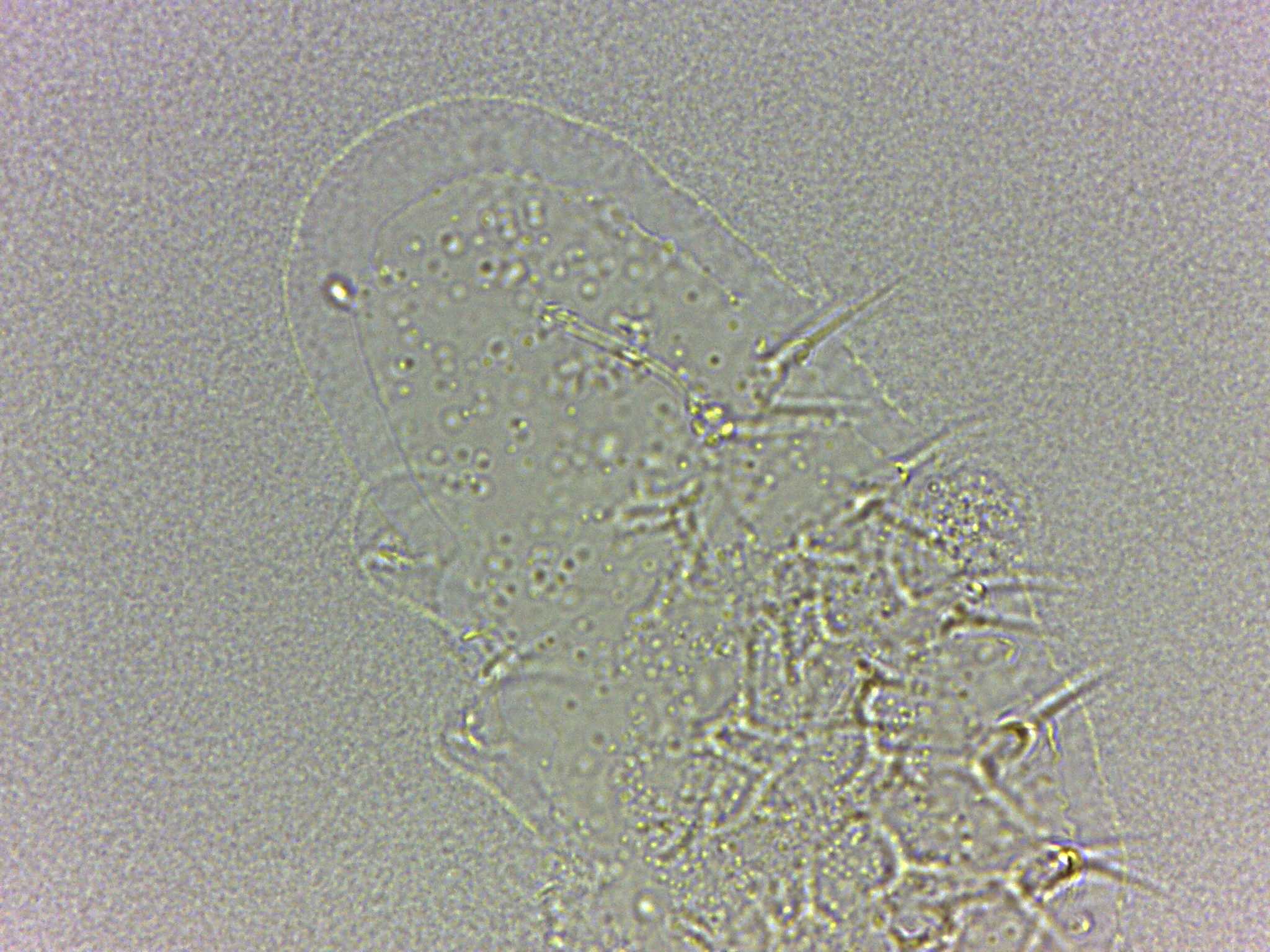 Calohypsibius ornatus image