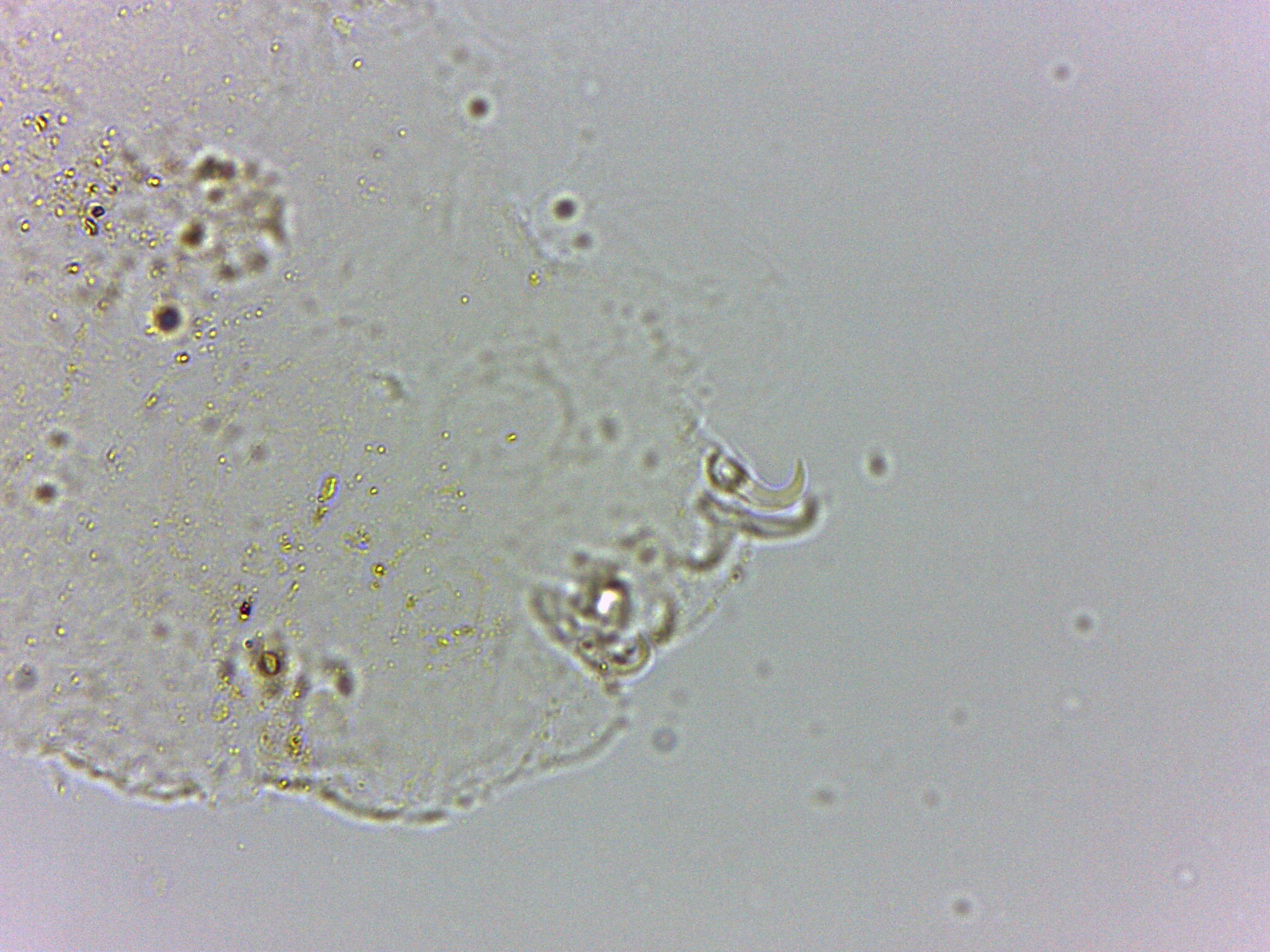 Doryphoribius flavus image