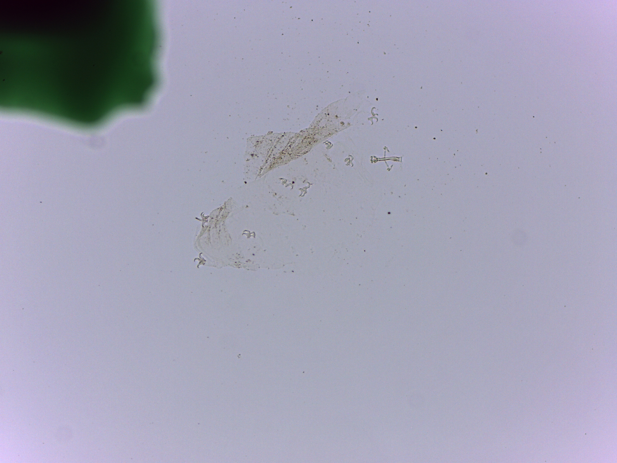 Doryphoribius flavus image