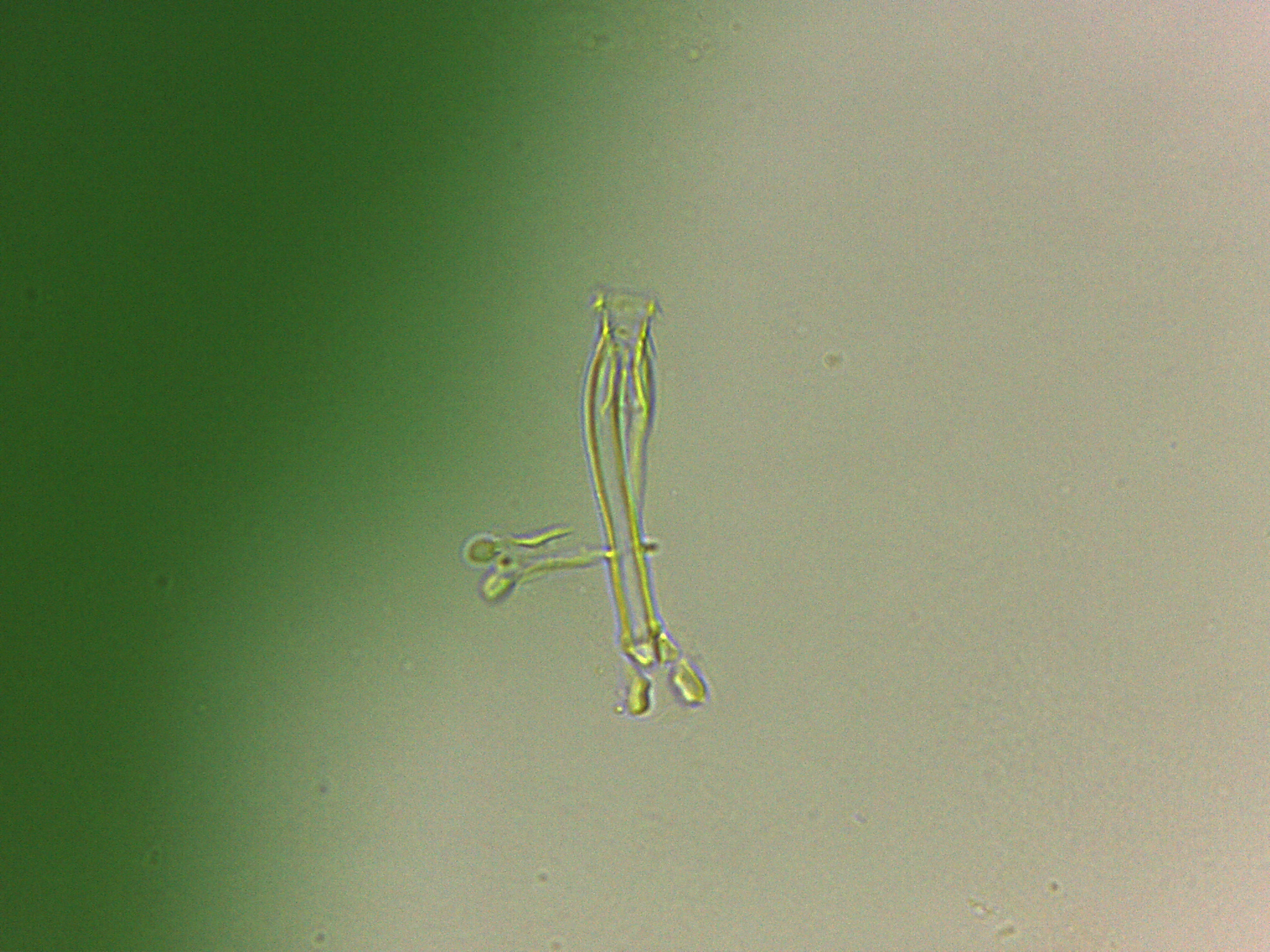 Doryphoribius flavus image