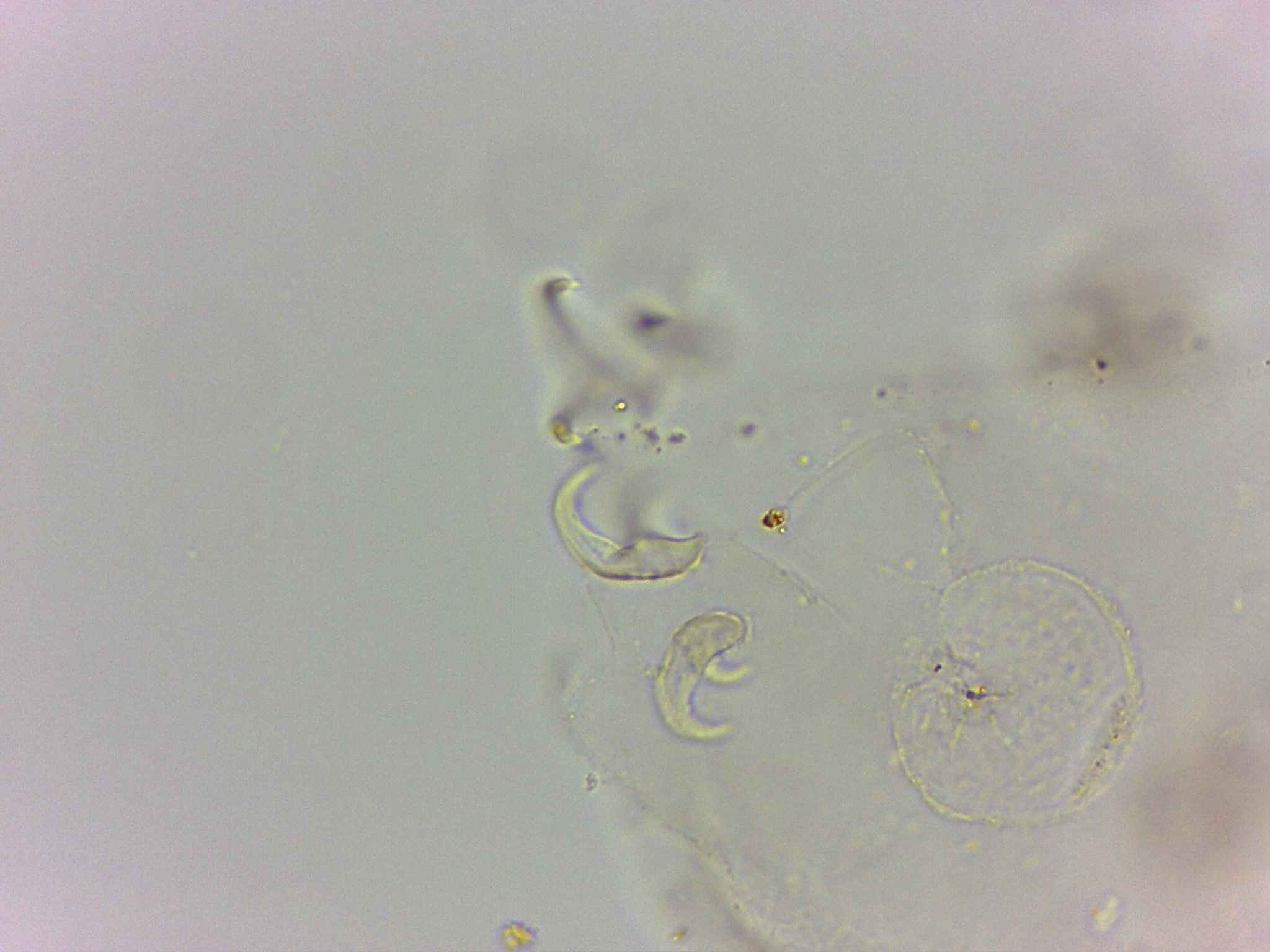 Doryphoribius flavus image