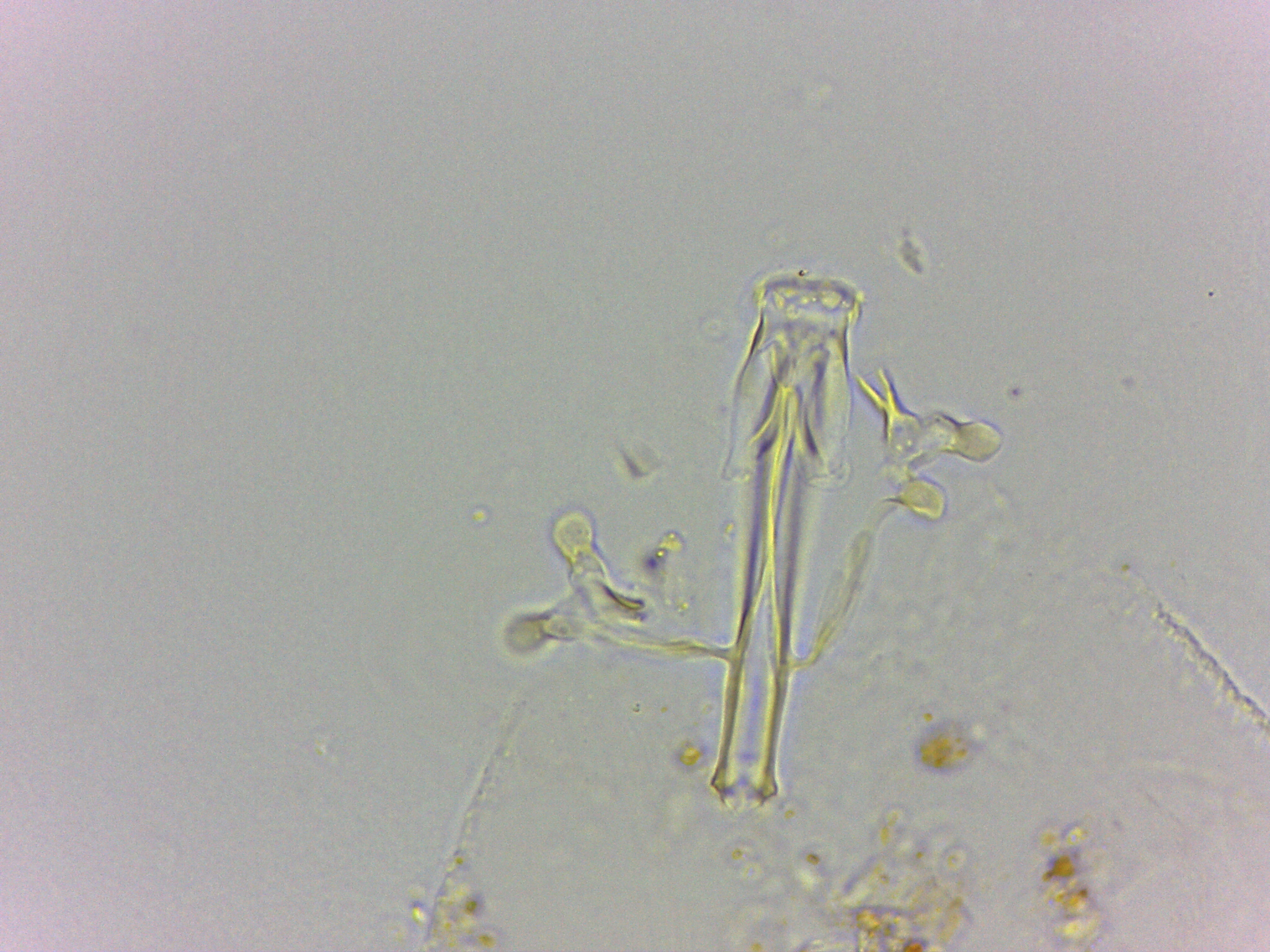 Doryphoribius flavus image