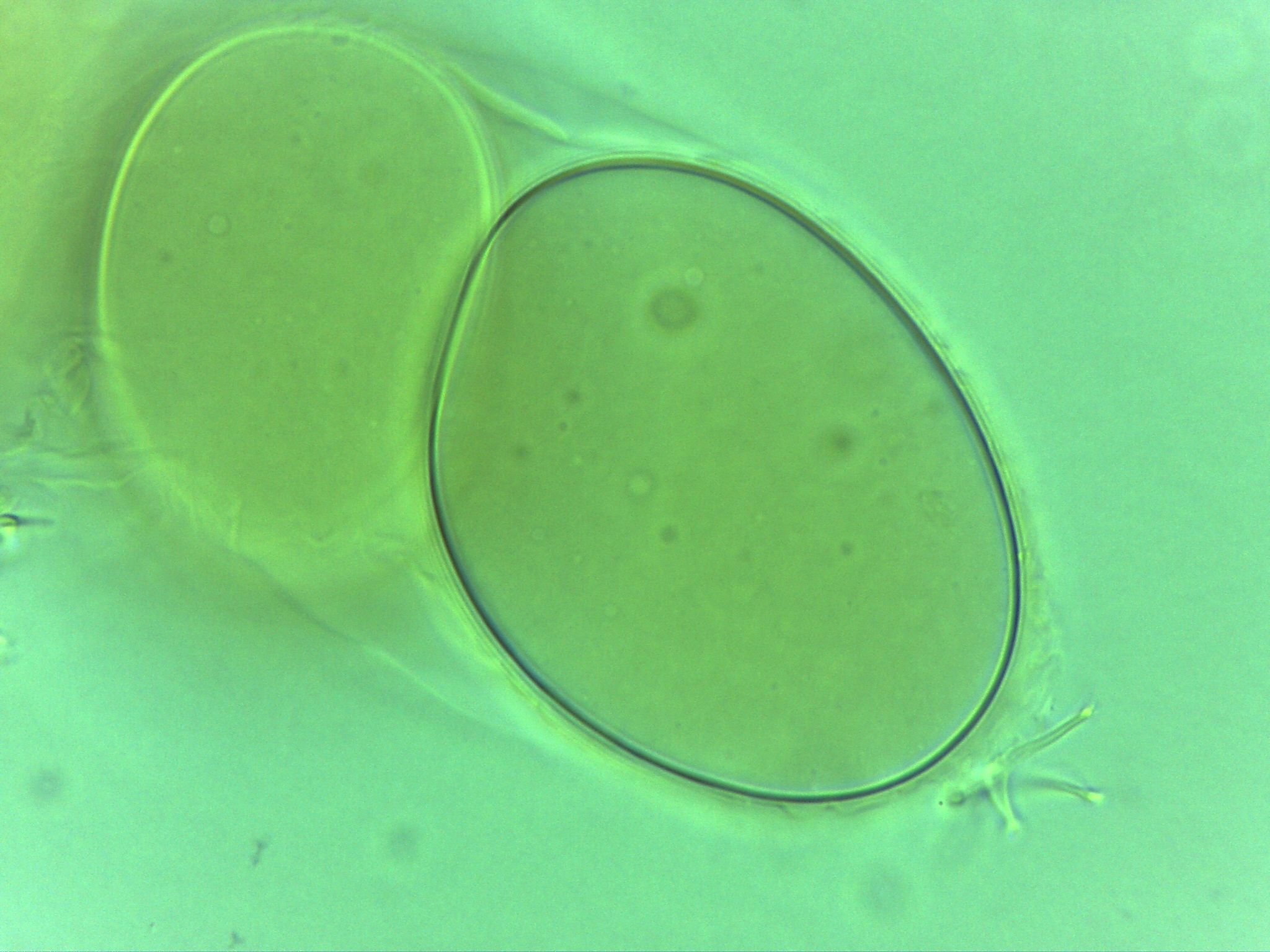 Doryphoribius zappalai image