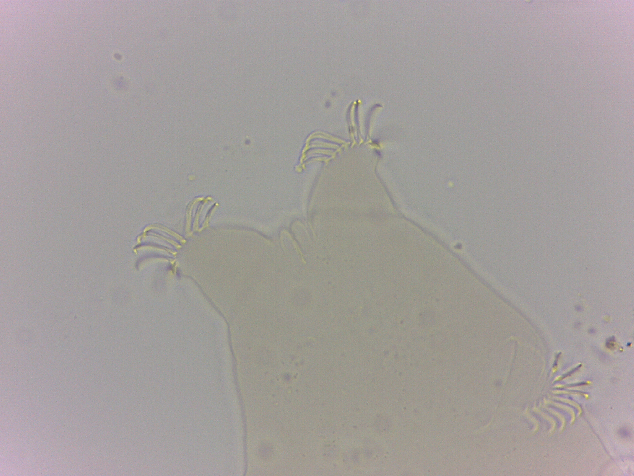 Echiniscoides sigismundi image
