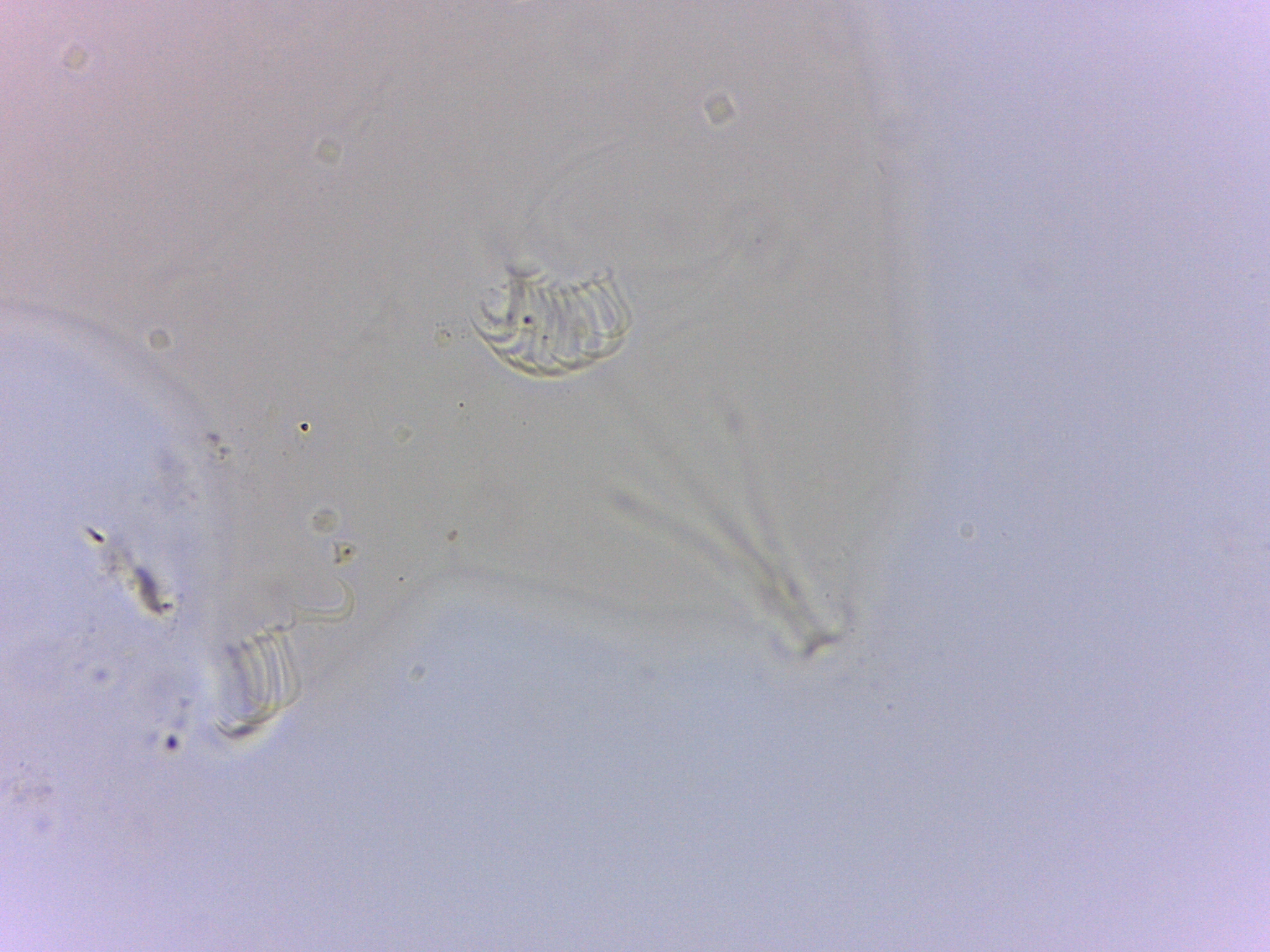 Echiniscoididae image