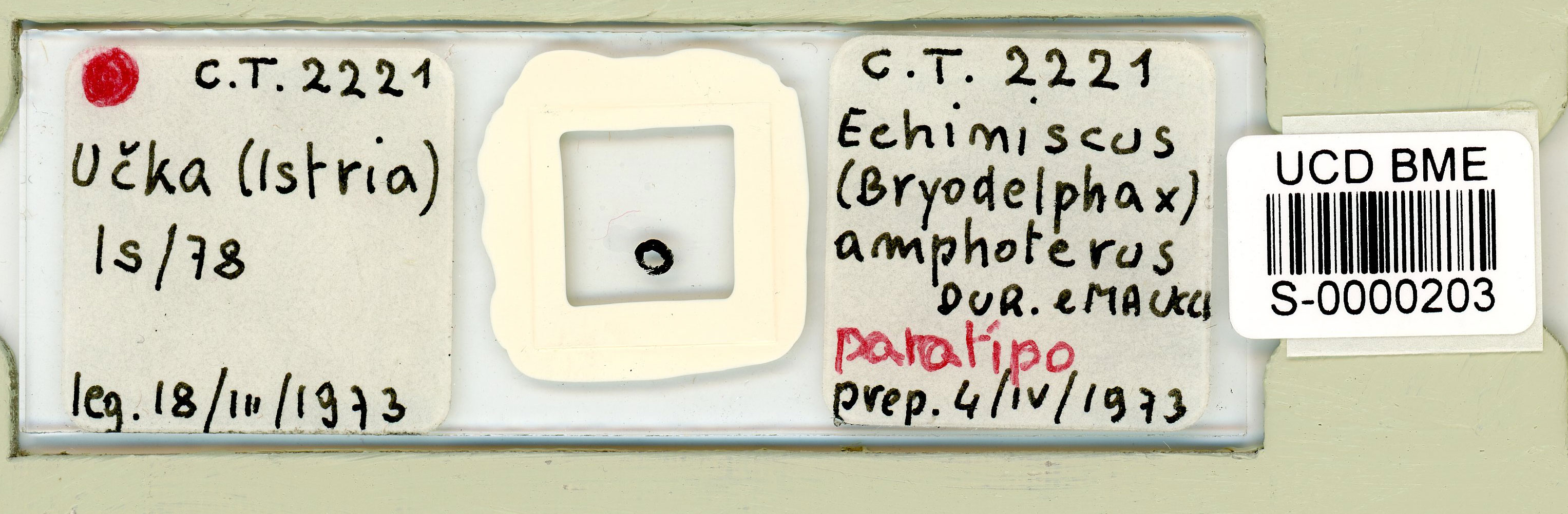 Bryodelphax amphoterus image