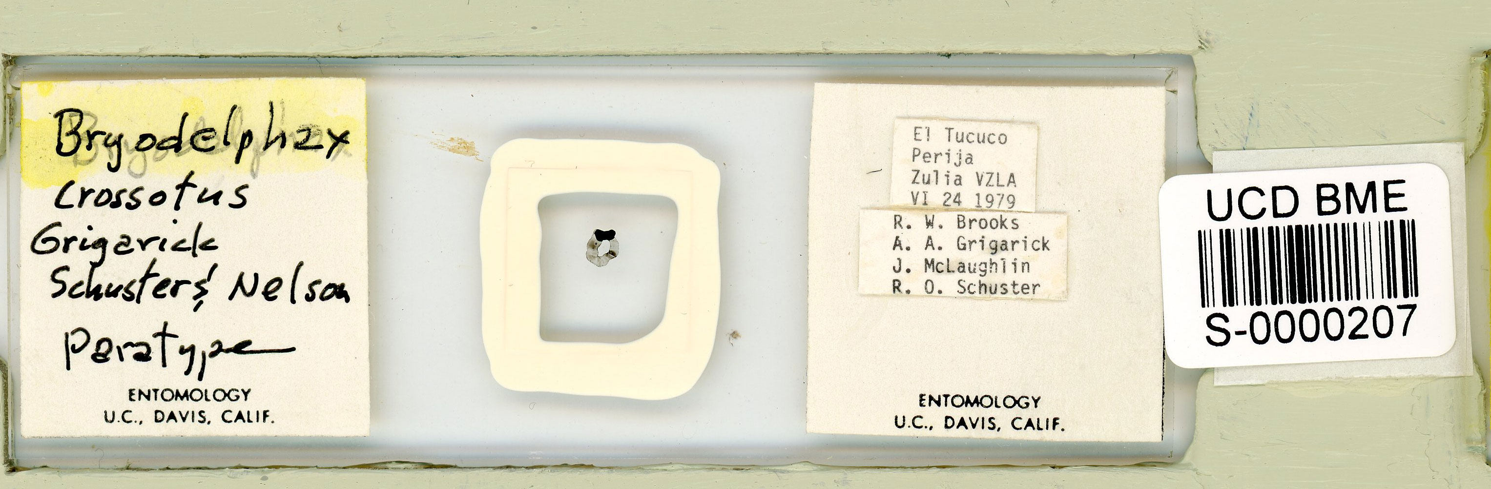 Bryodelphax crossotus image