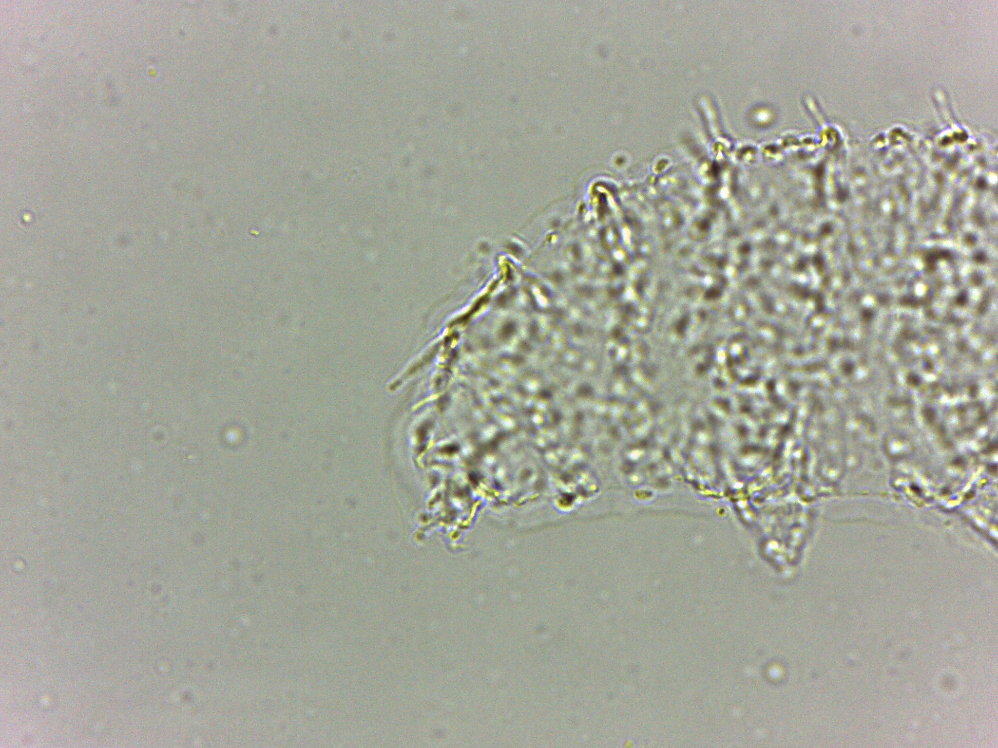 Calohypsibius ornatus image