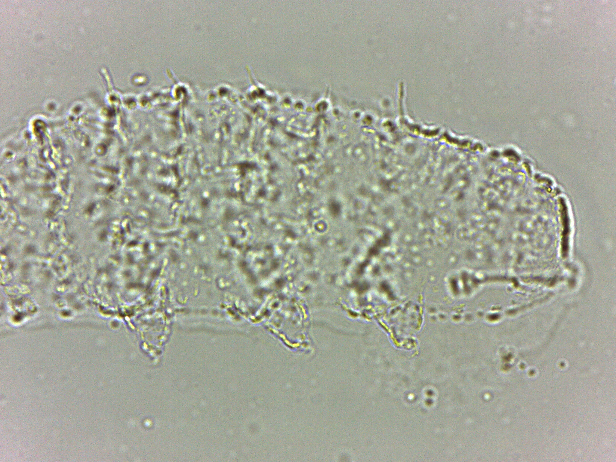 Calohypsibius ornatus image