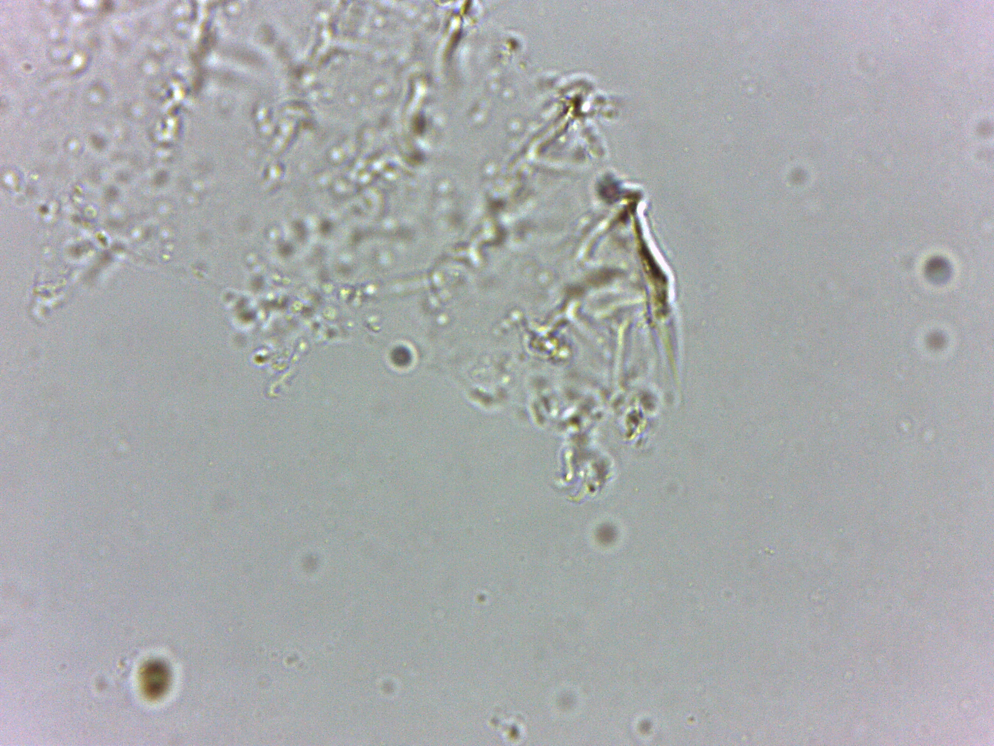 Calohypsibius ornatus image