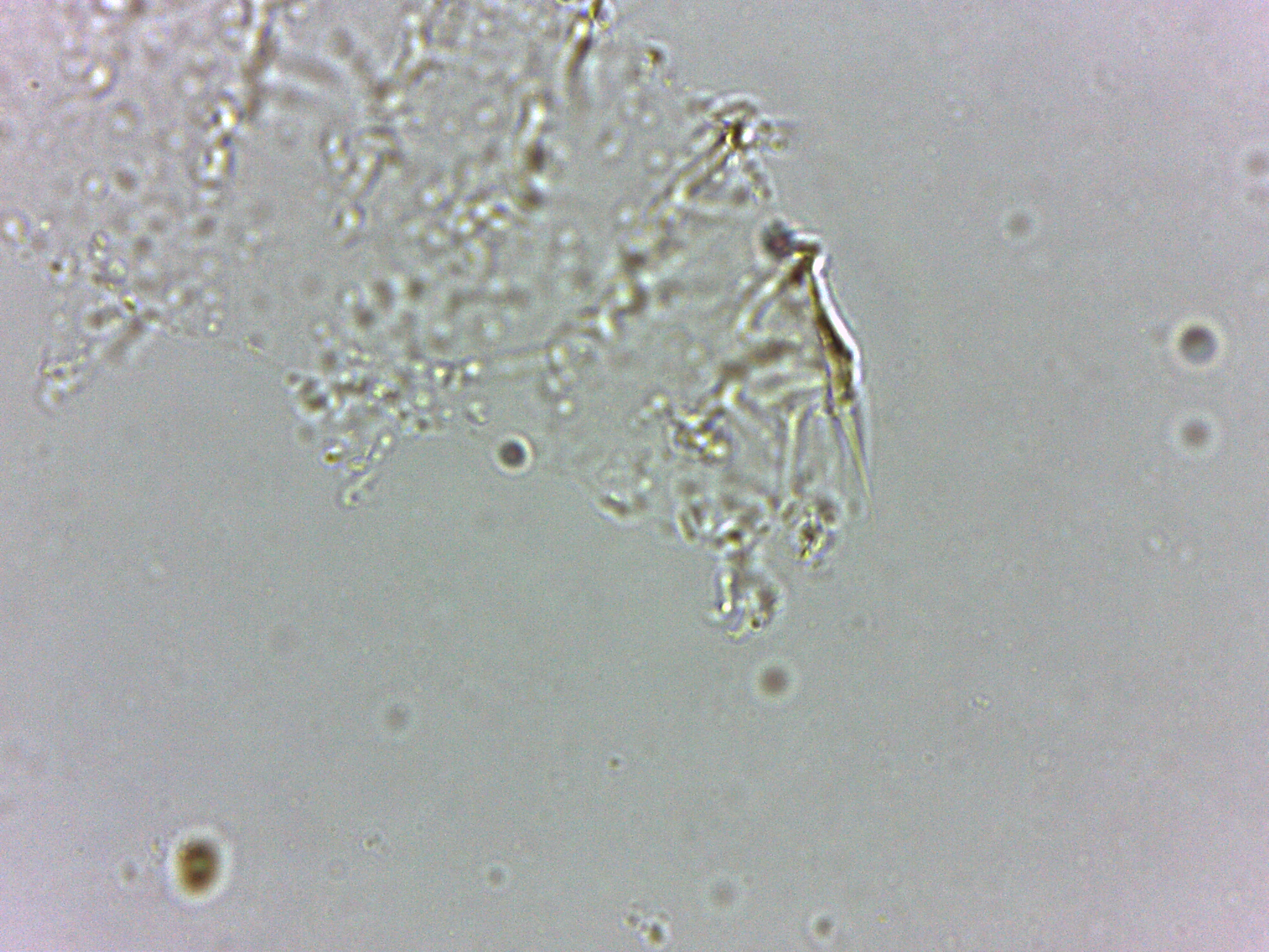 Calohypsibius image