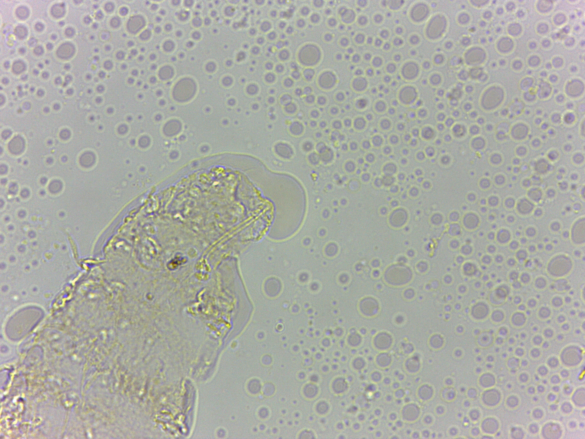 Calohypsibius ornatus image
