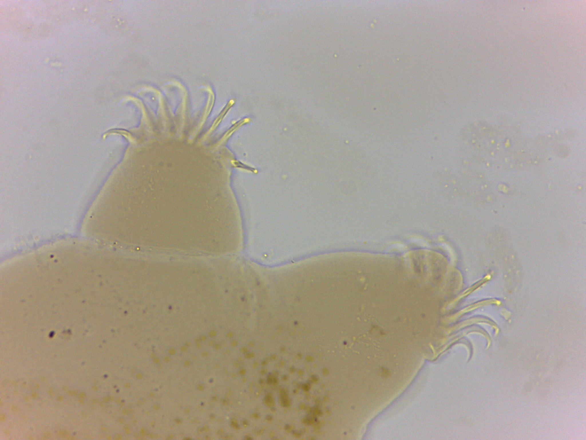 Echiniscoides sigismundi image