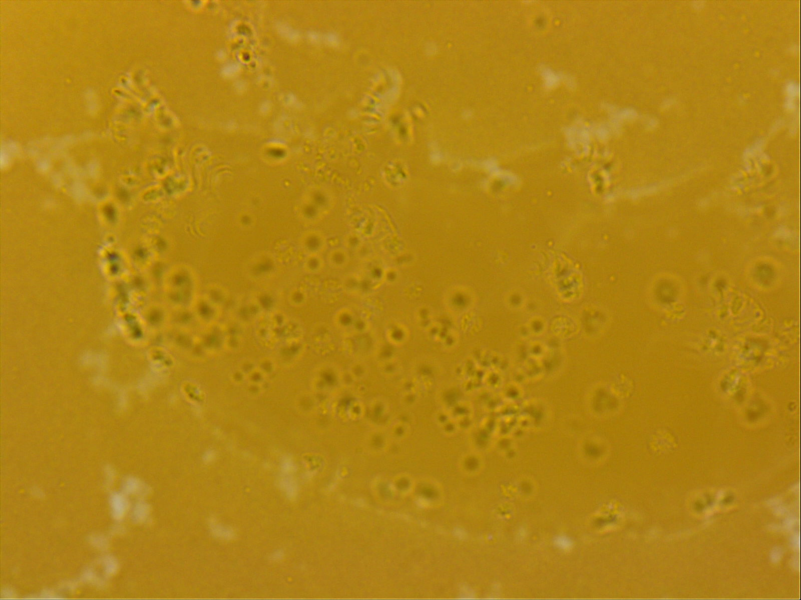 Echiniscoididae image