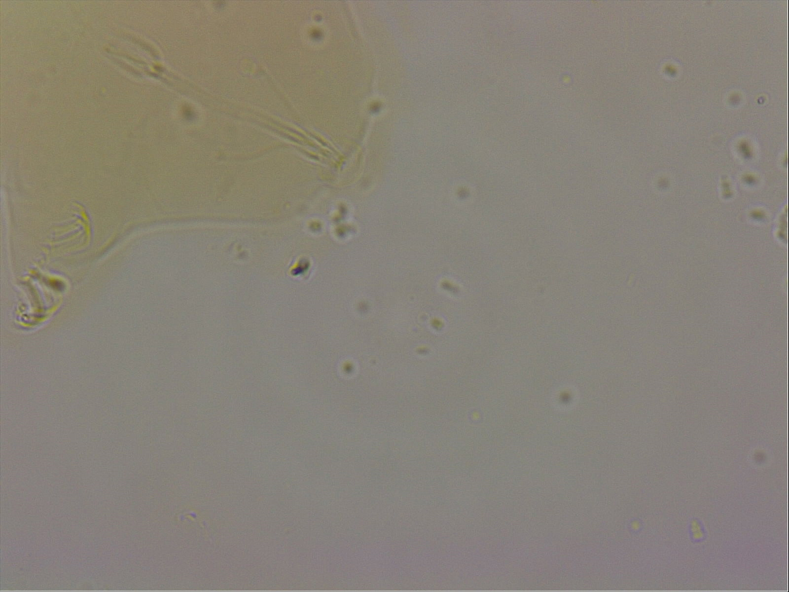 Echiniscoides image