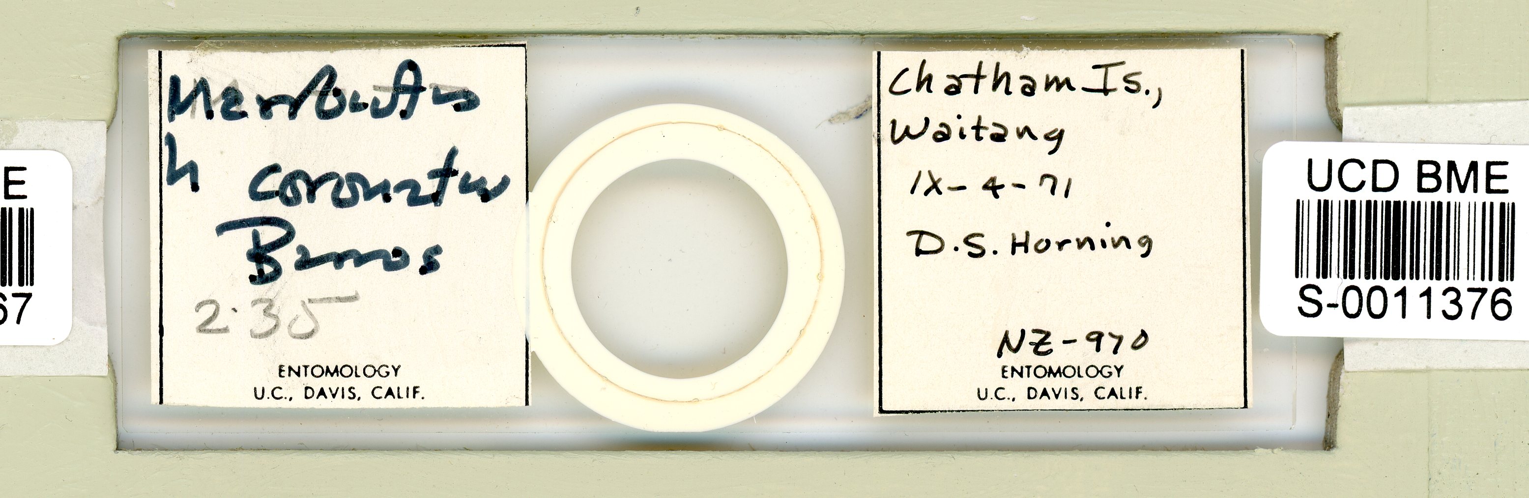 Mesobiotus coronatus image