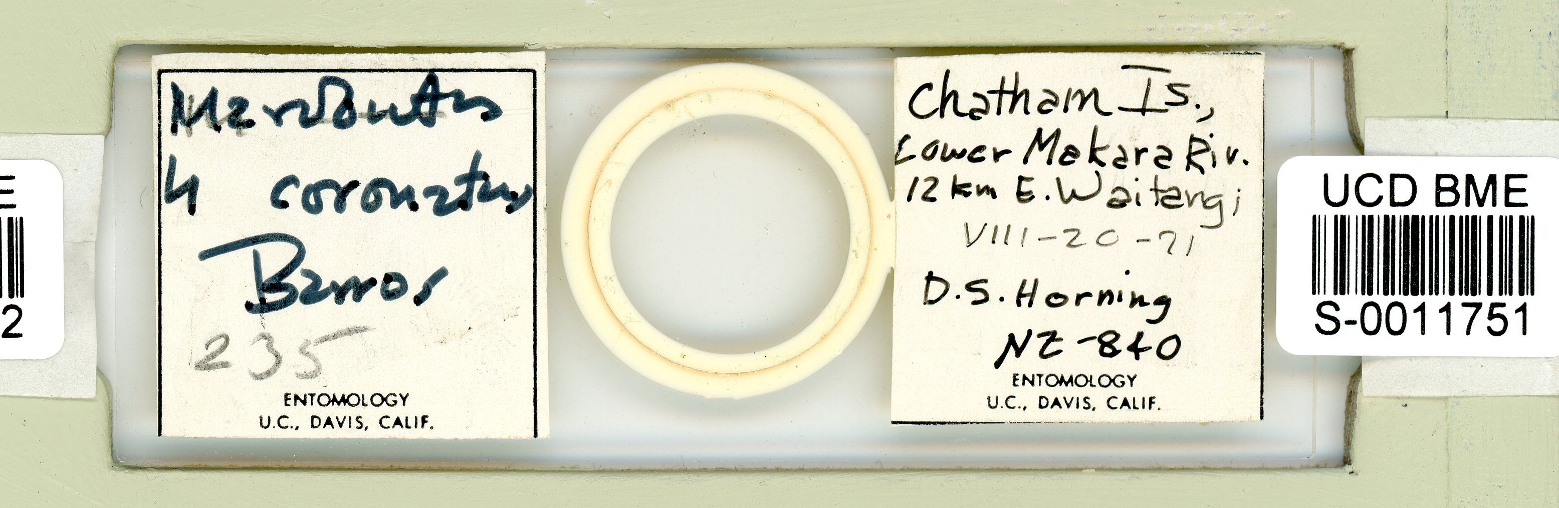 Mesobiotus coronatus image