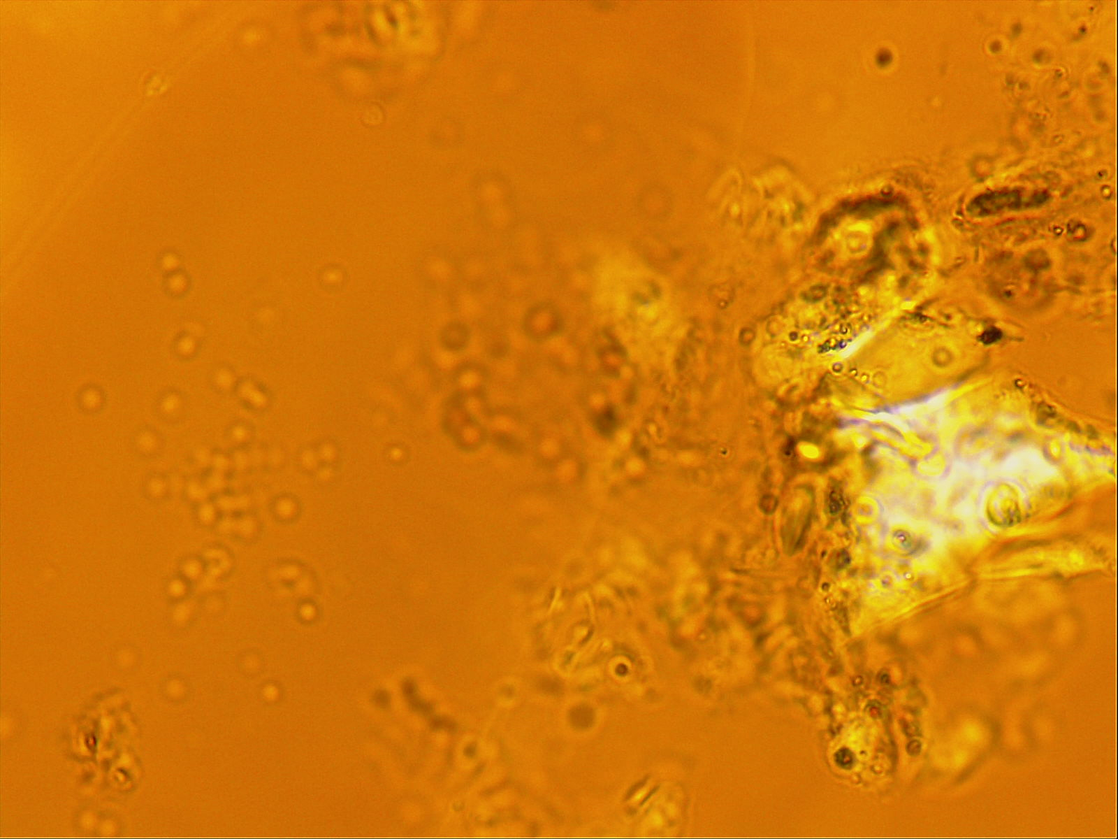 Echiniscoididae image
