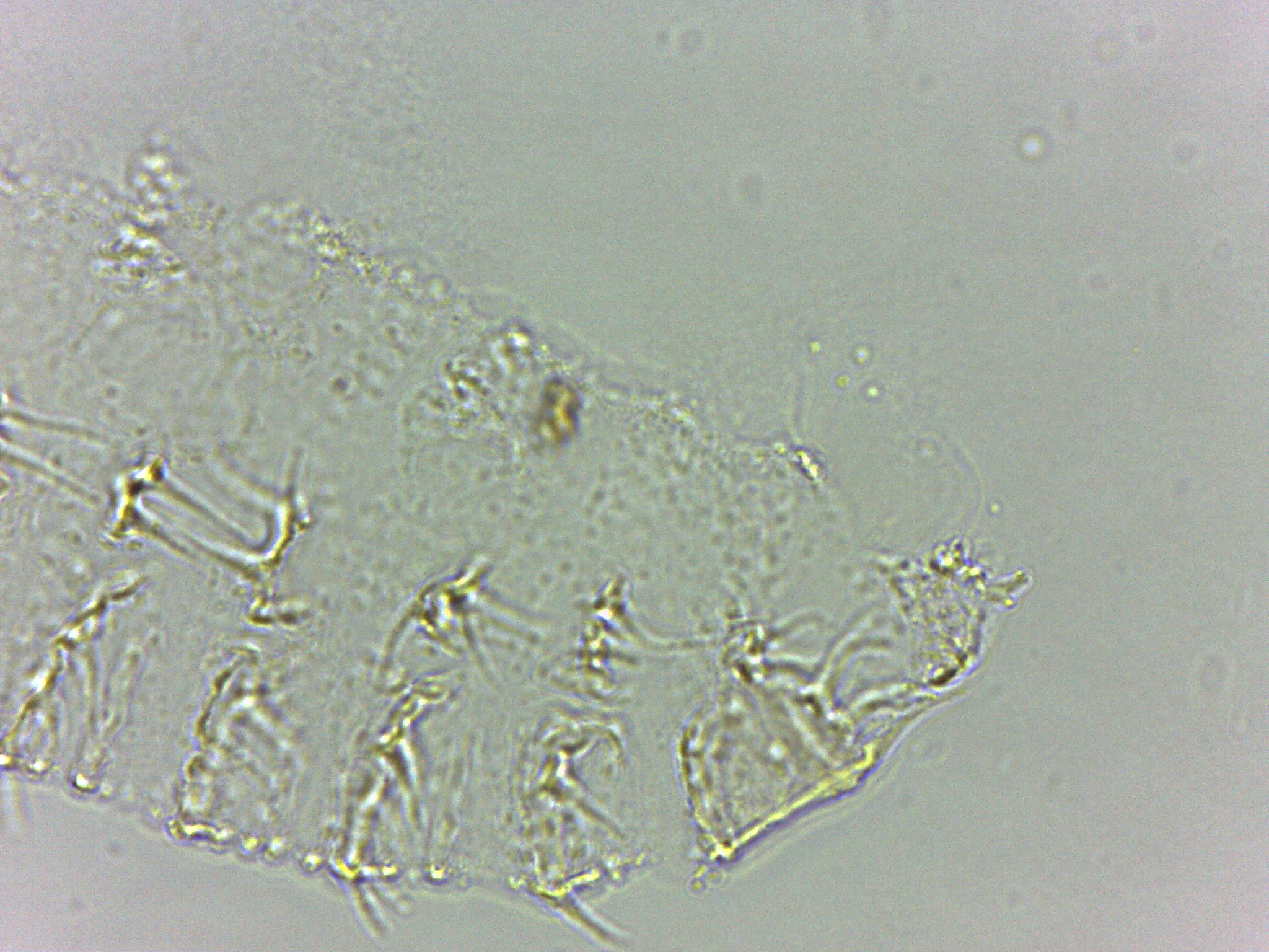 Calohypsibius ornatus image