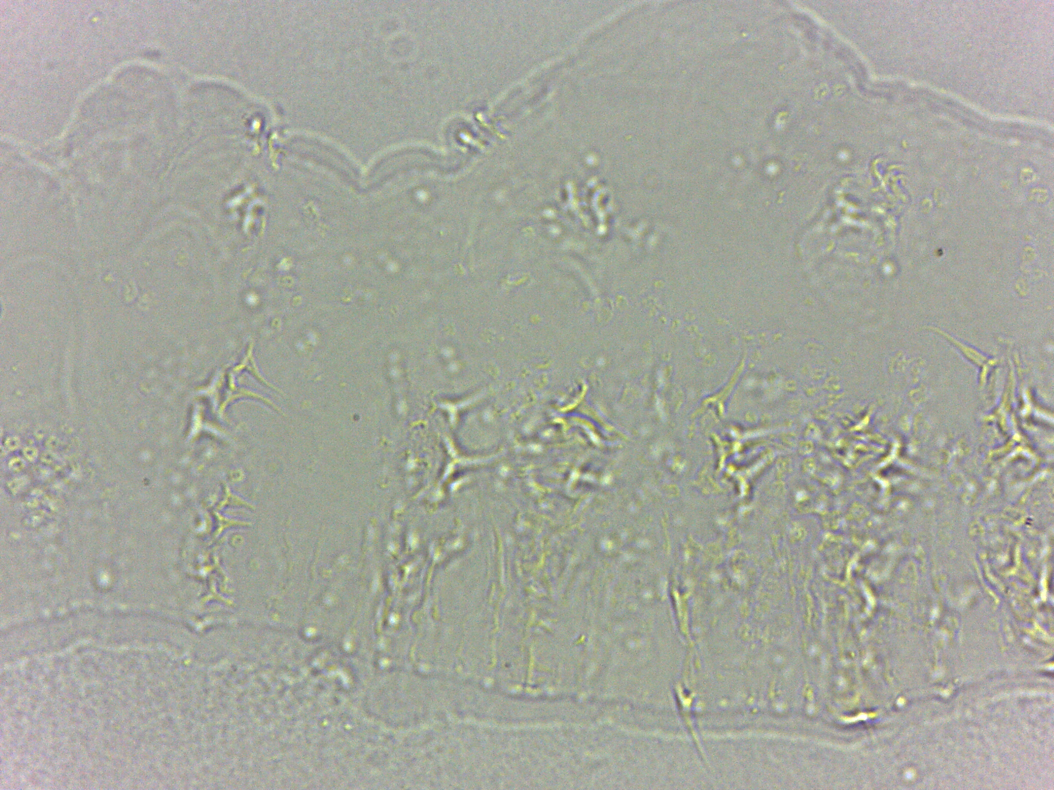 Calohypsibius ornatus image