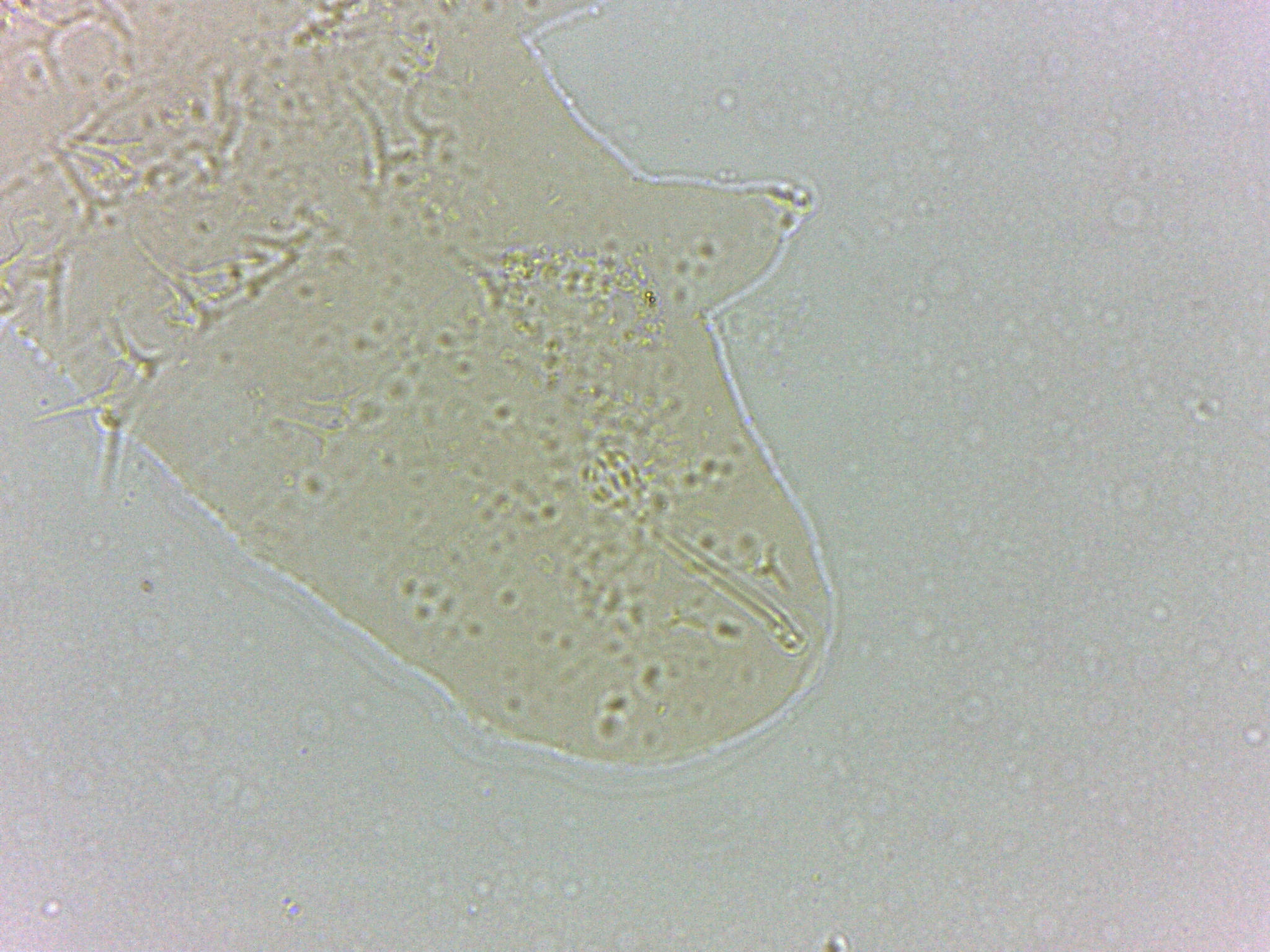 Calohypsibius ornatus image