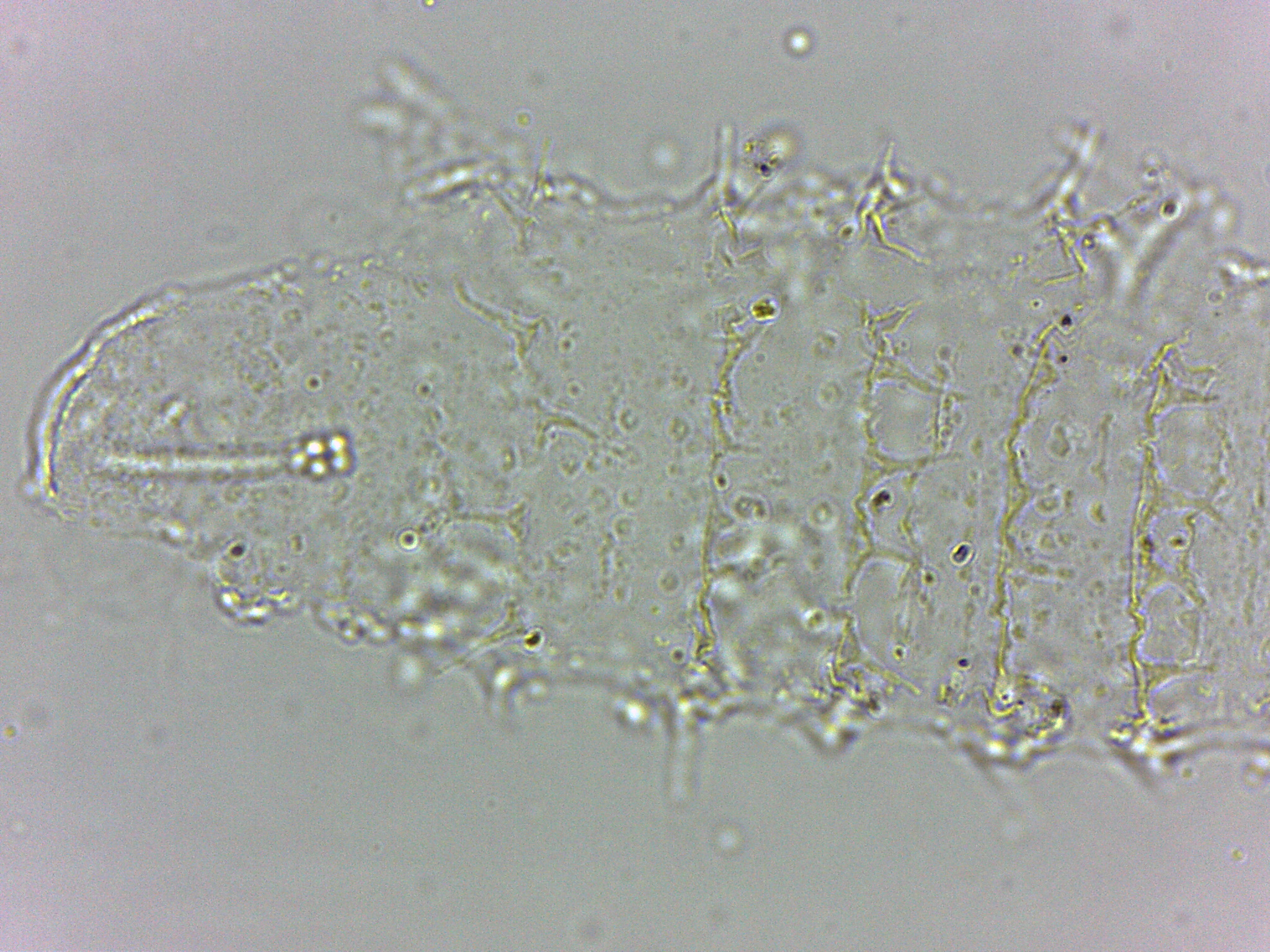 Calohypsibius ornatus image