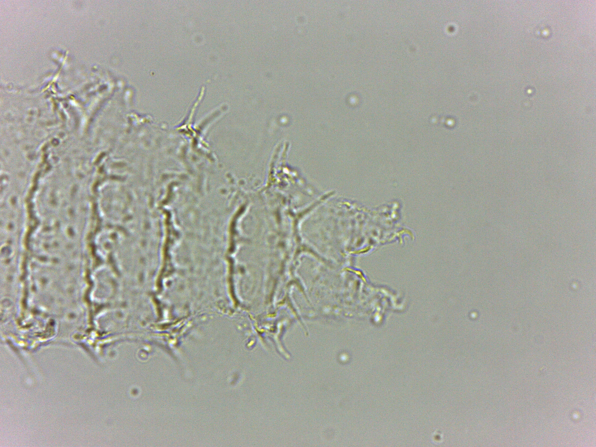 Calohypsibiidae image