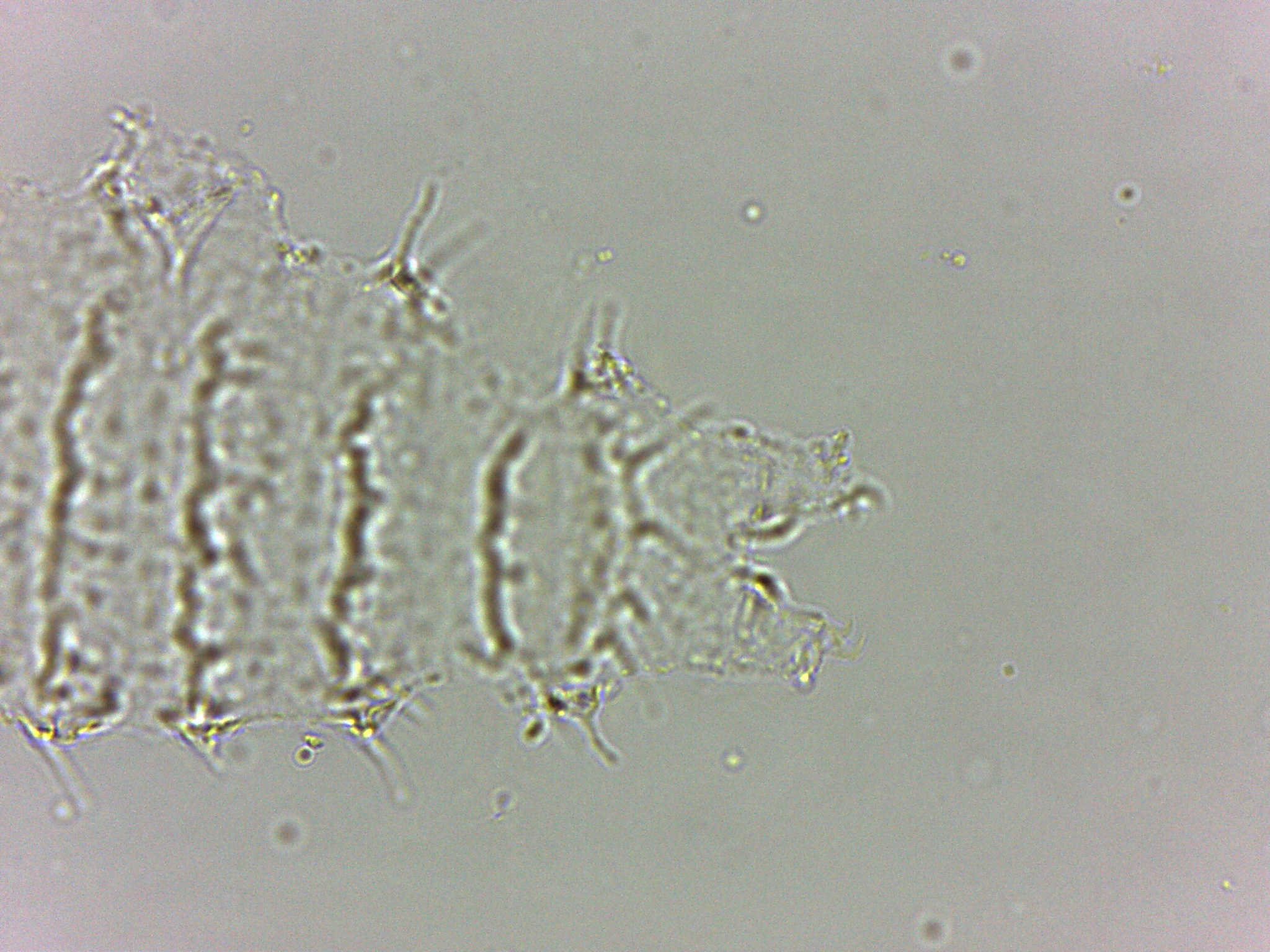 Calohypsibius ornatus image