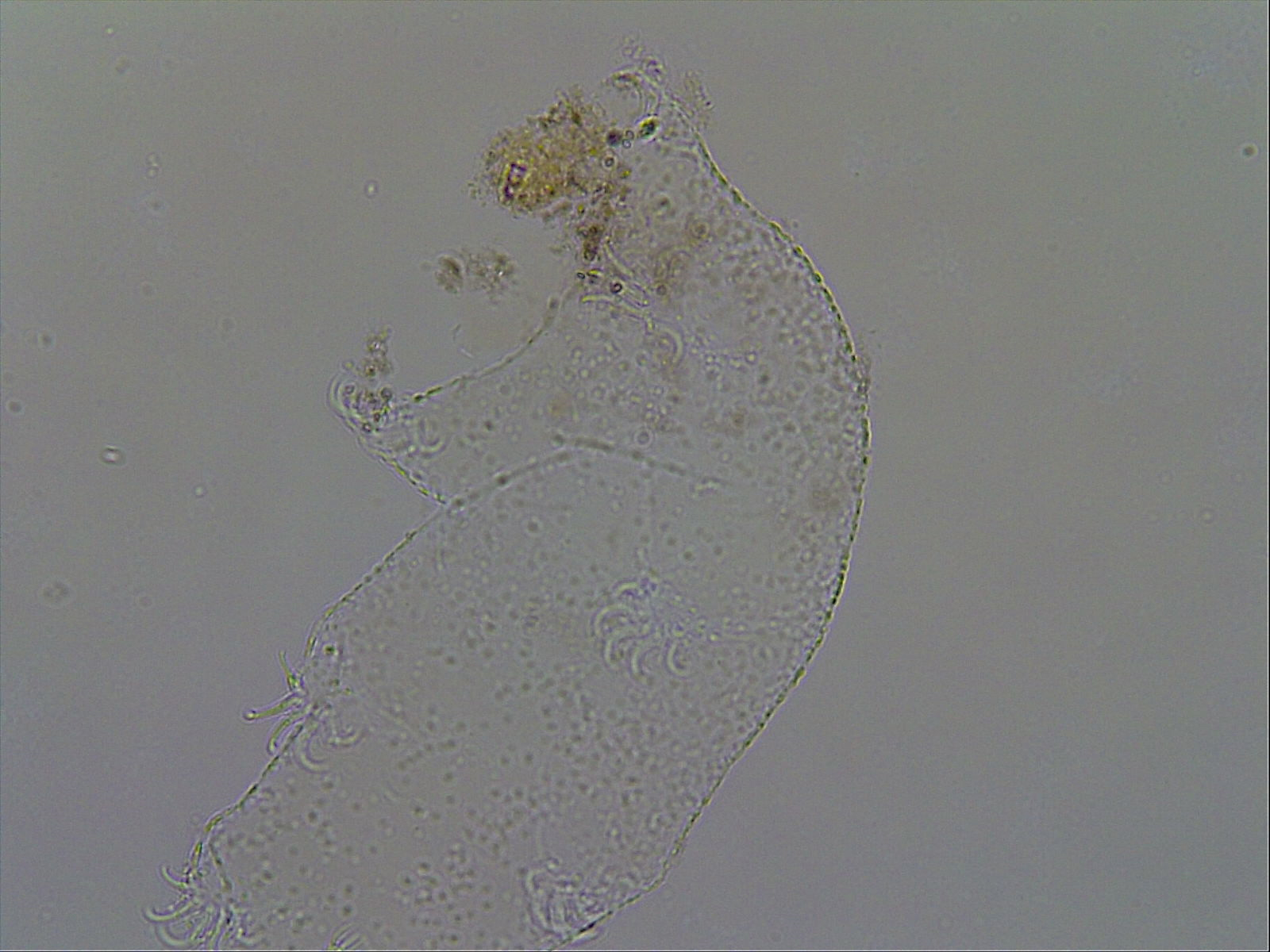 Echiniscoides sigismundi image