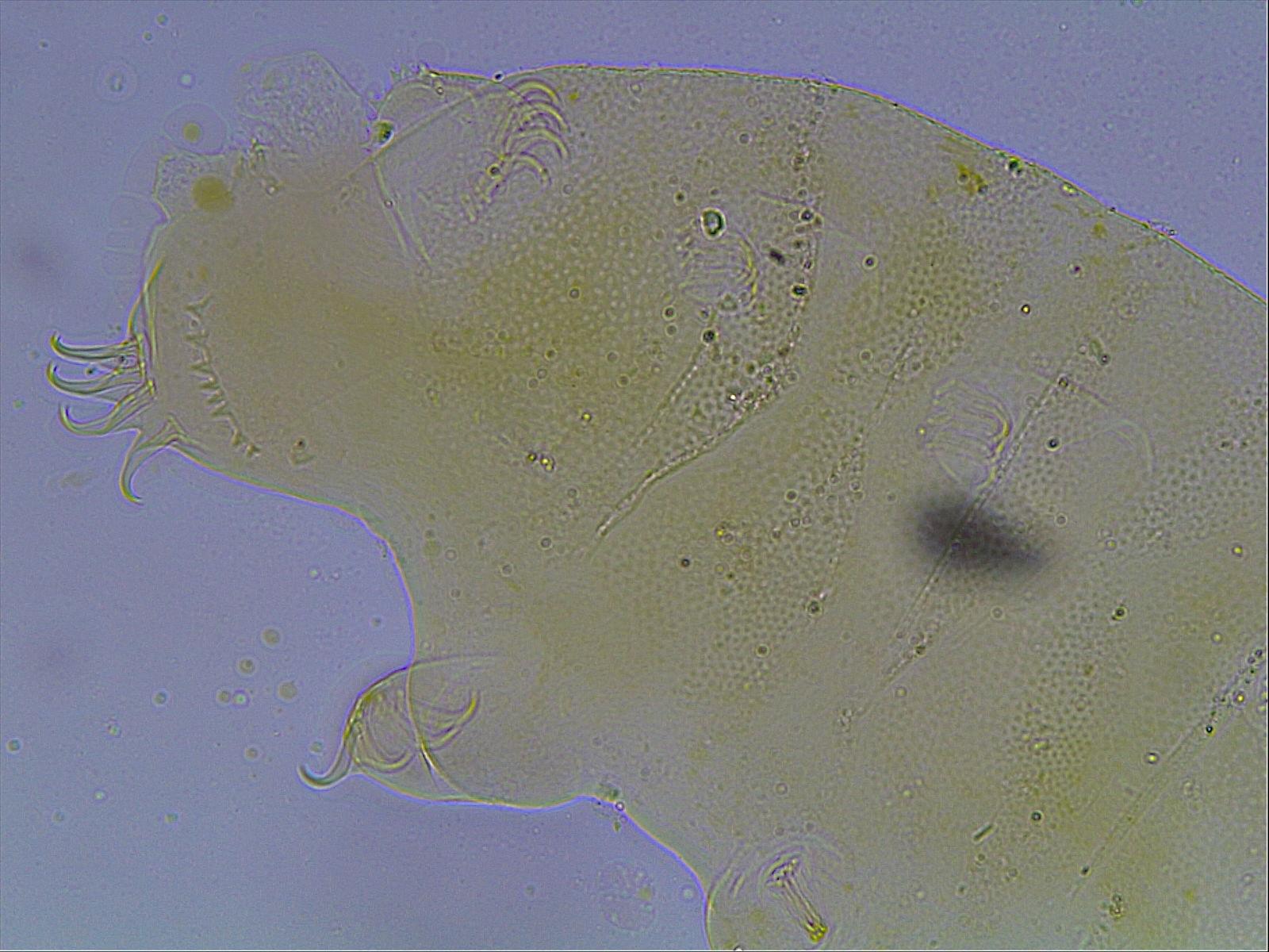 Echiniscus kerguelensis image