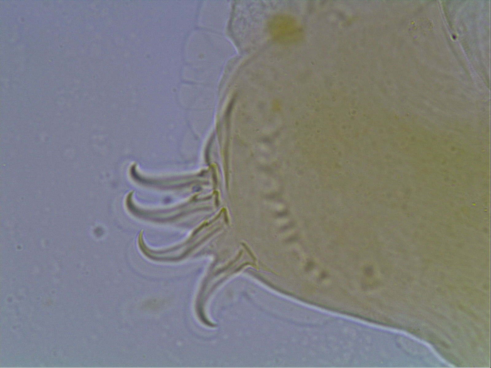 Echiniscus kerguelensis image