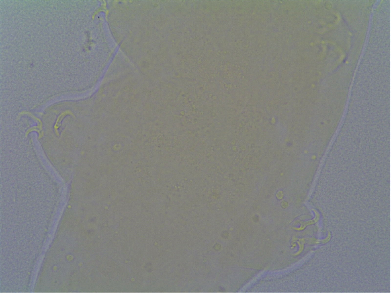 Hypsibius allisoni image