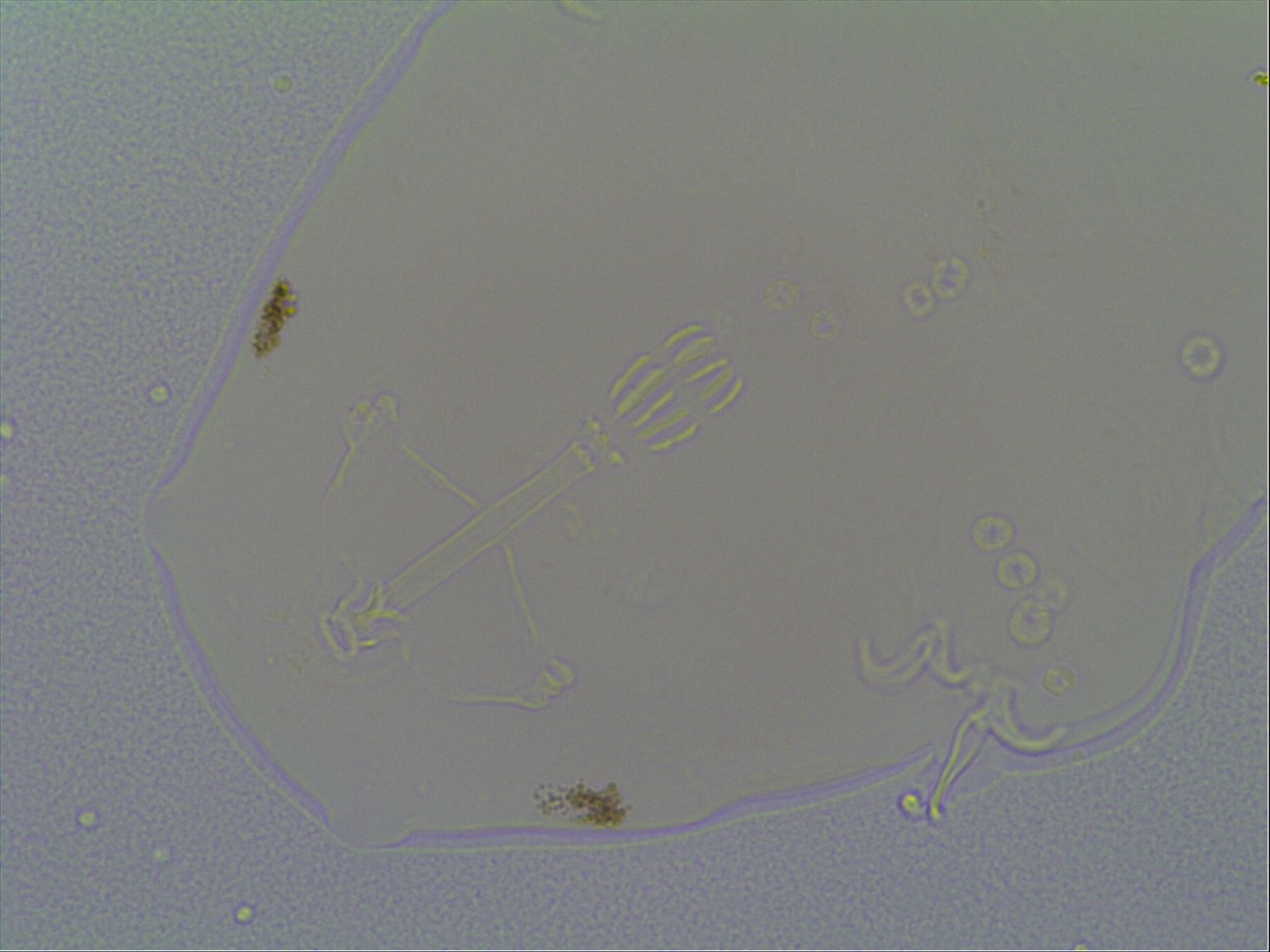Hypsibius allisoni image