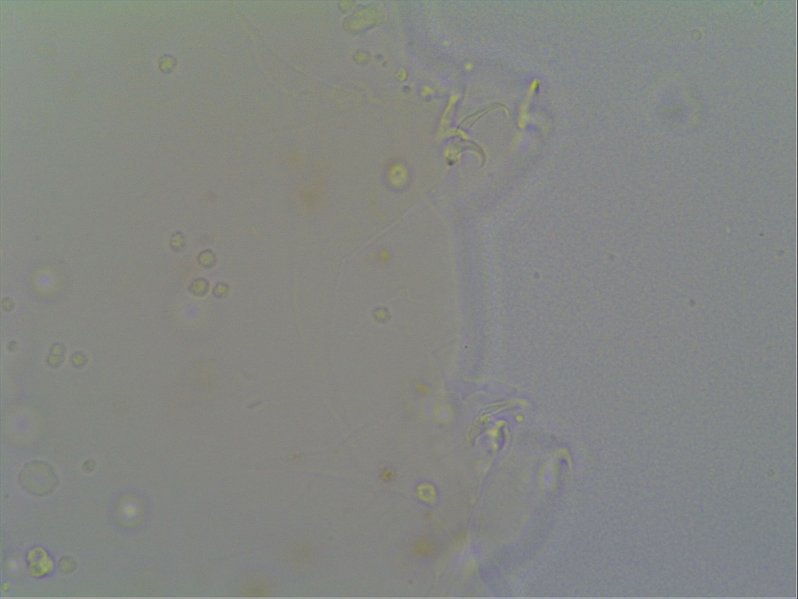 Hypsibius allisoni image