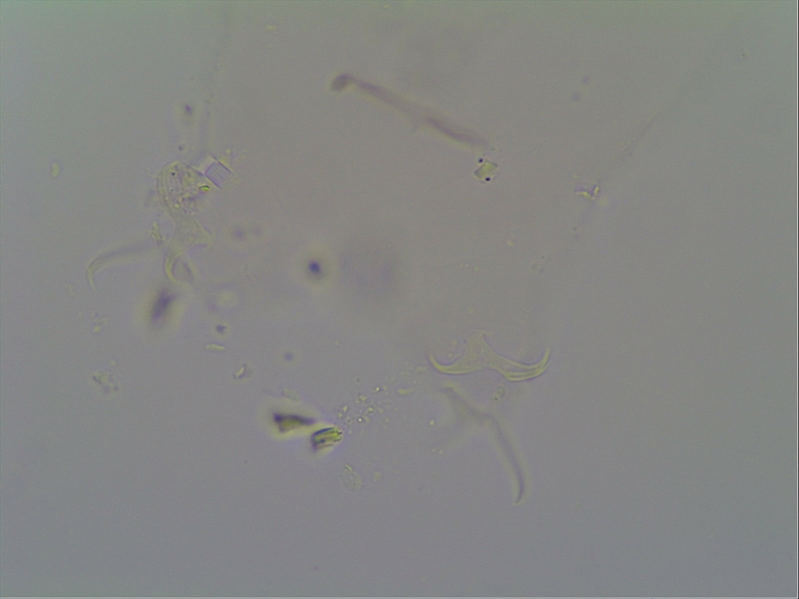 Hypsibius arcticus image